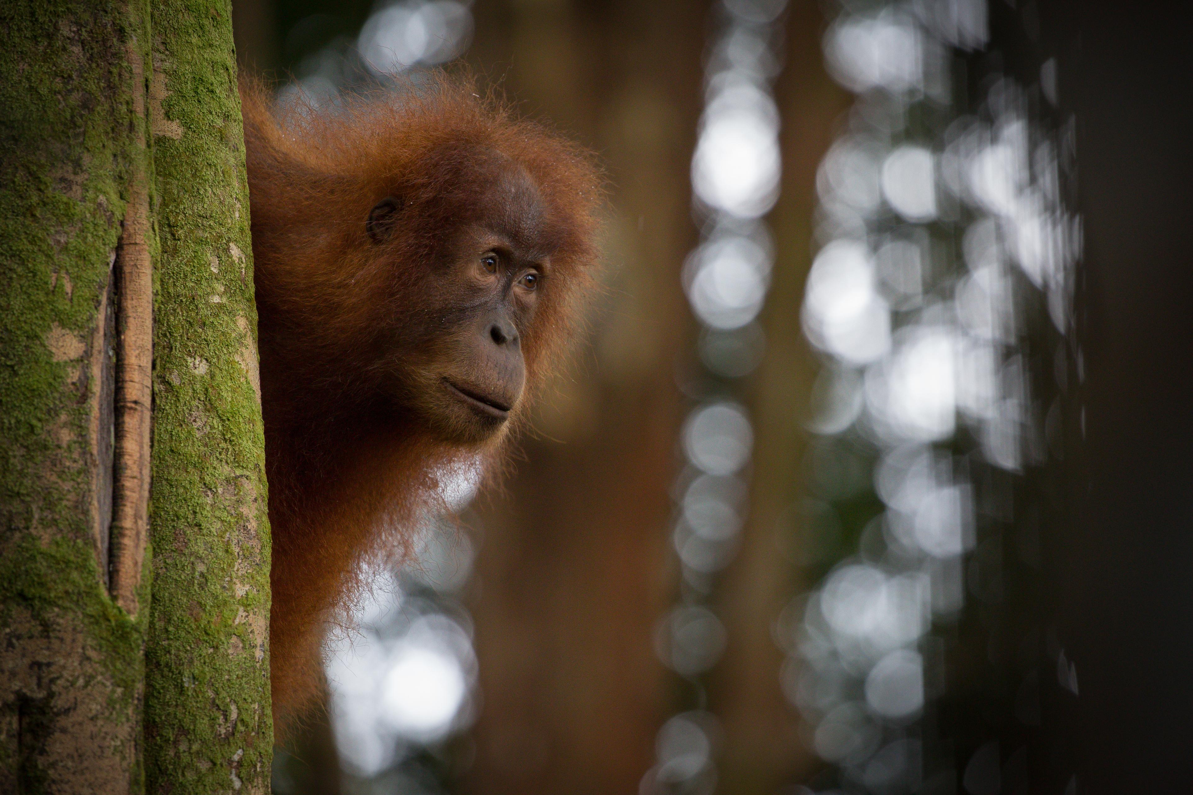 Orang-oetan achter boom