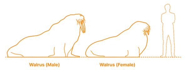 De grootte van een walrus