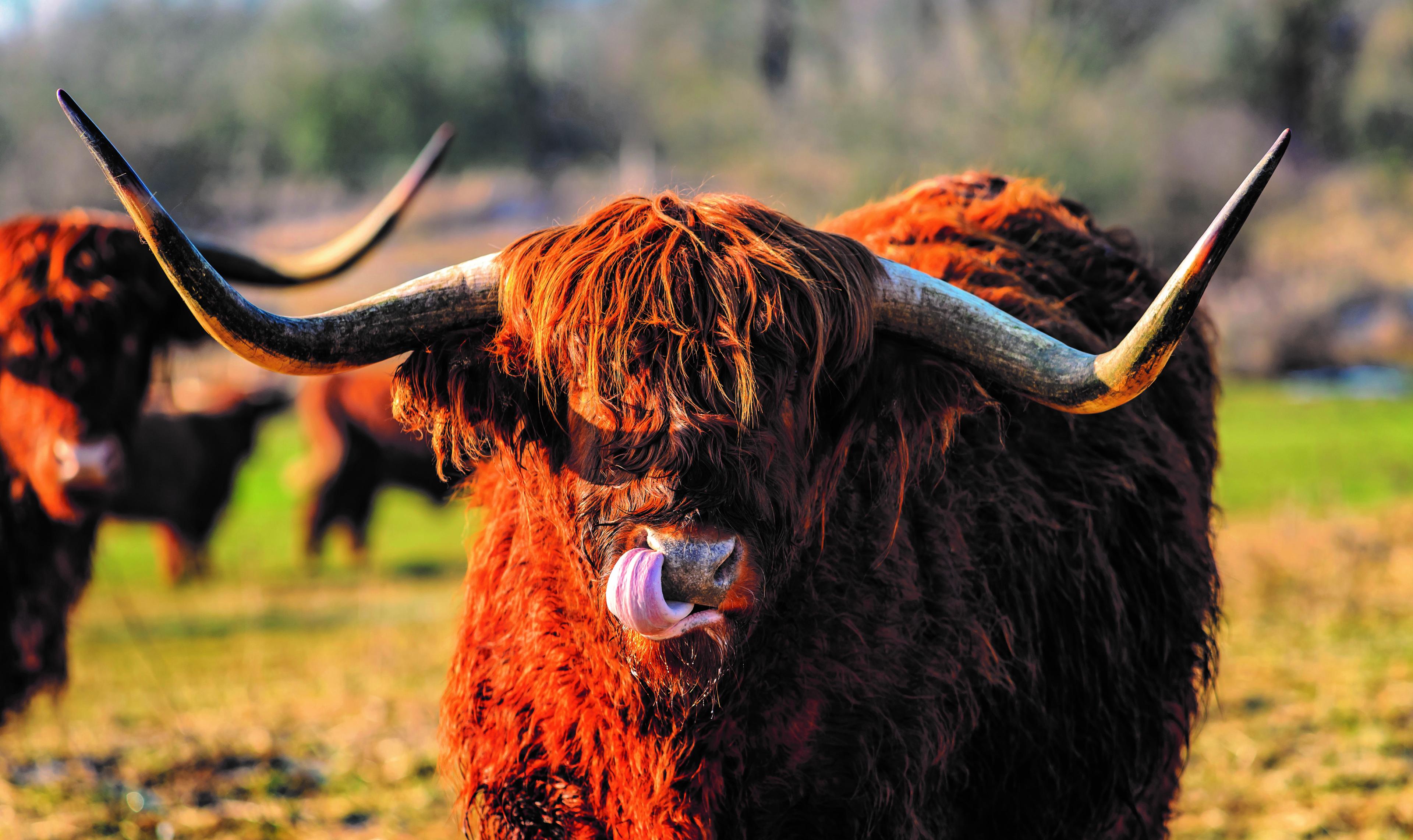 Schotse Hooglander