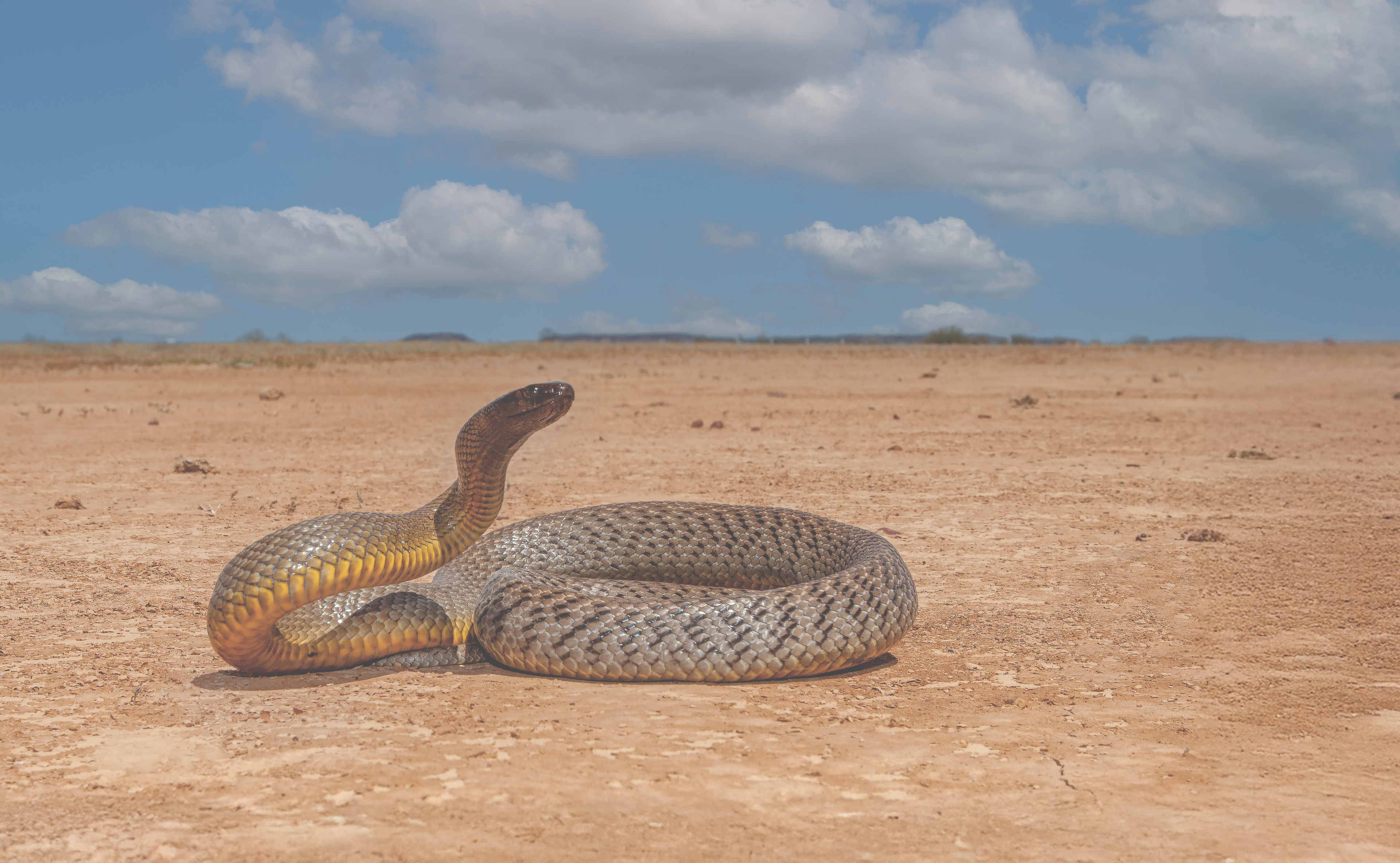 Inlandtaipan