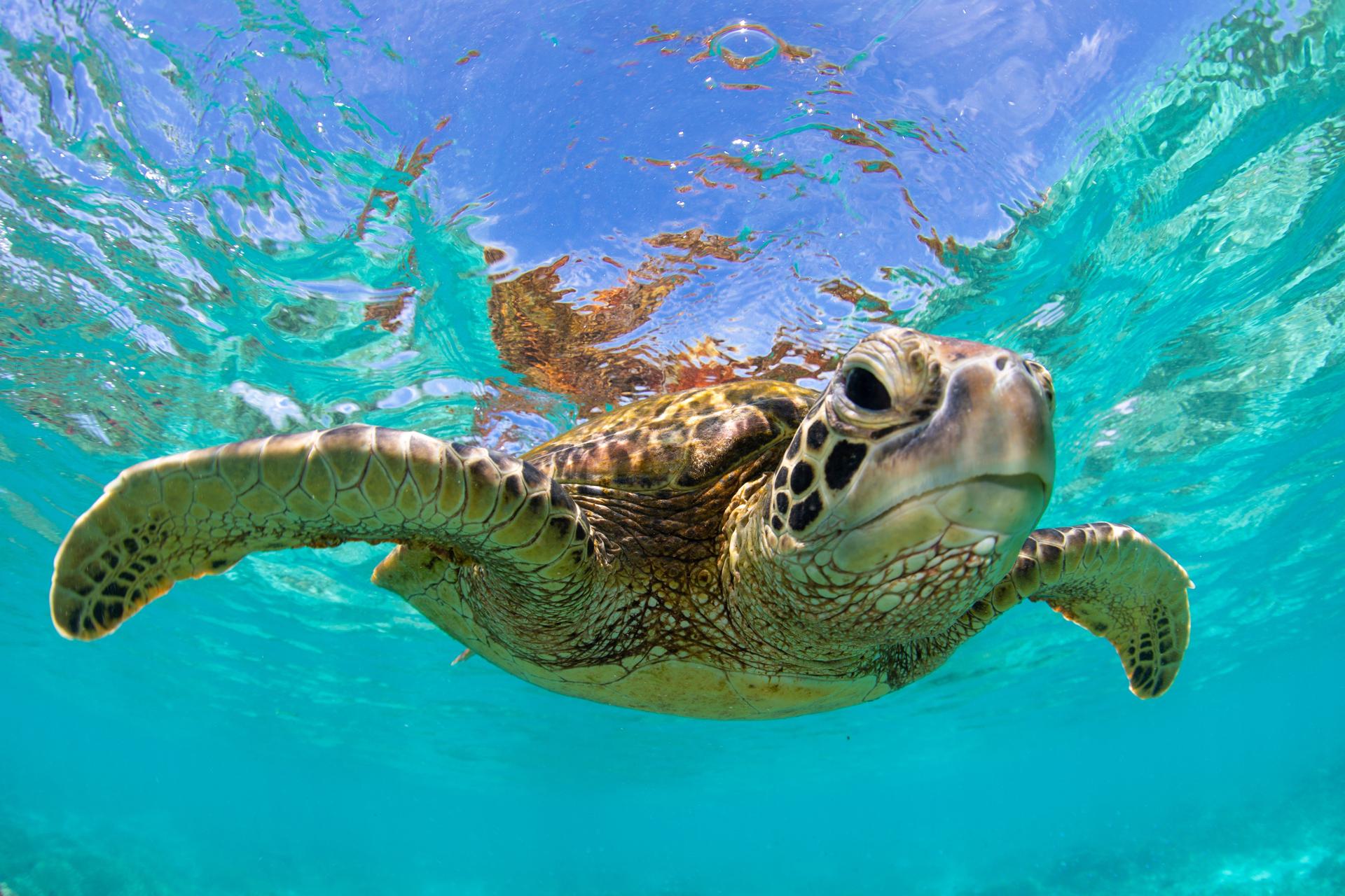 Zwemmende zeeschildpad