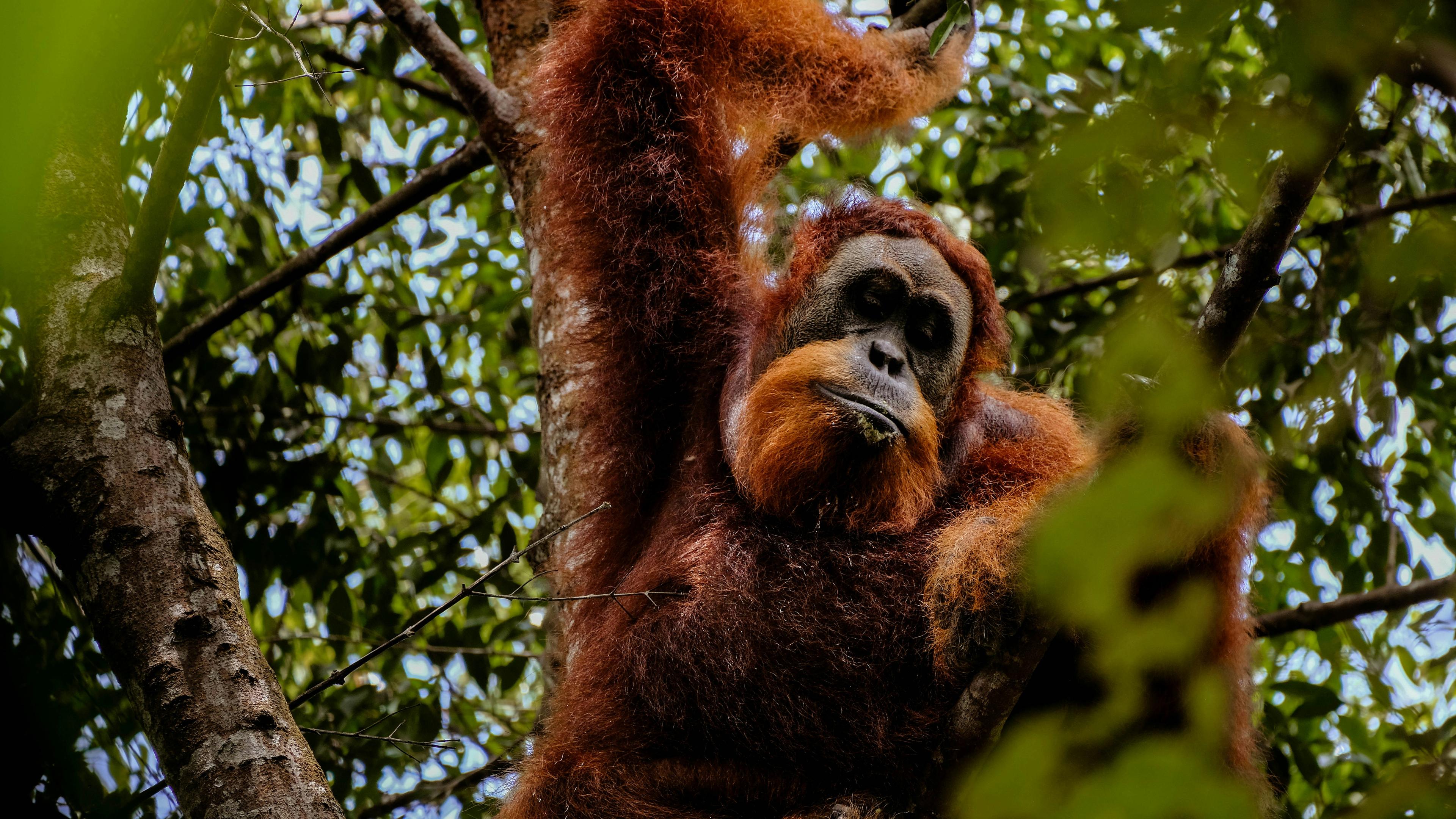 orange oetan