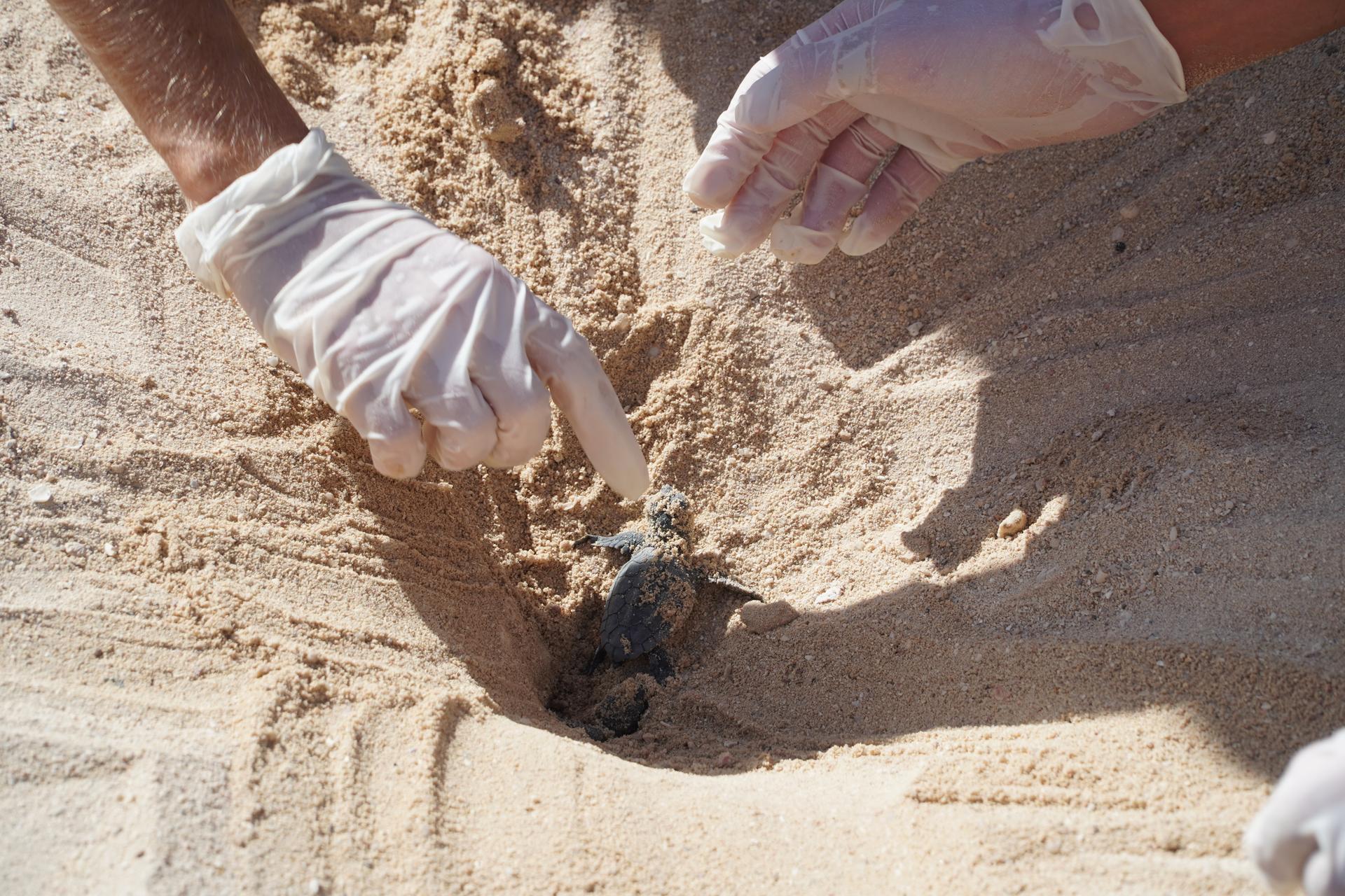 Baby zeeschildpad in het zand