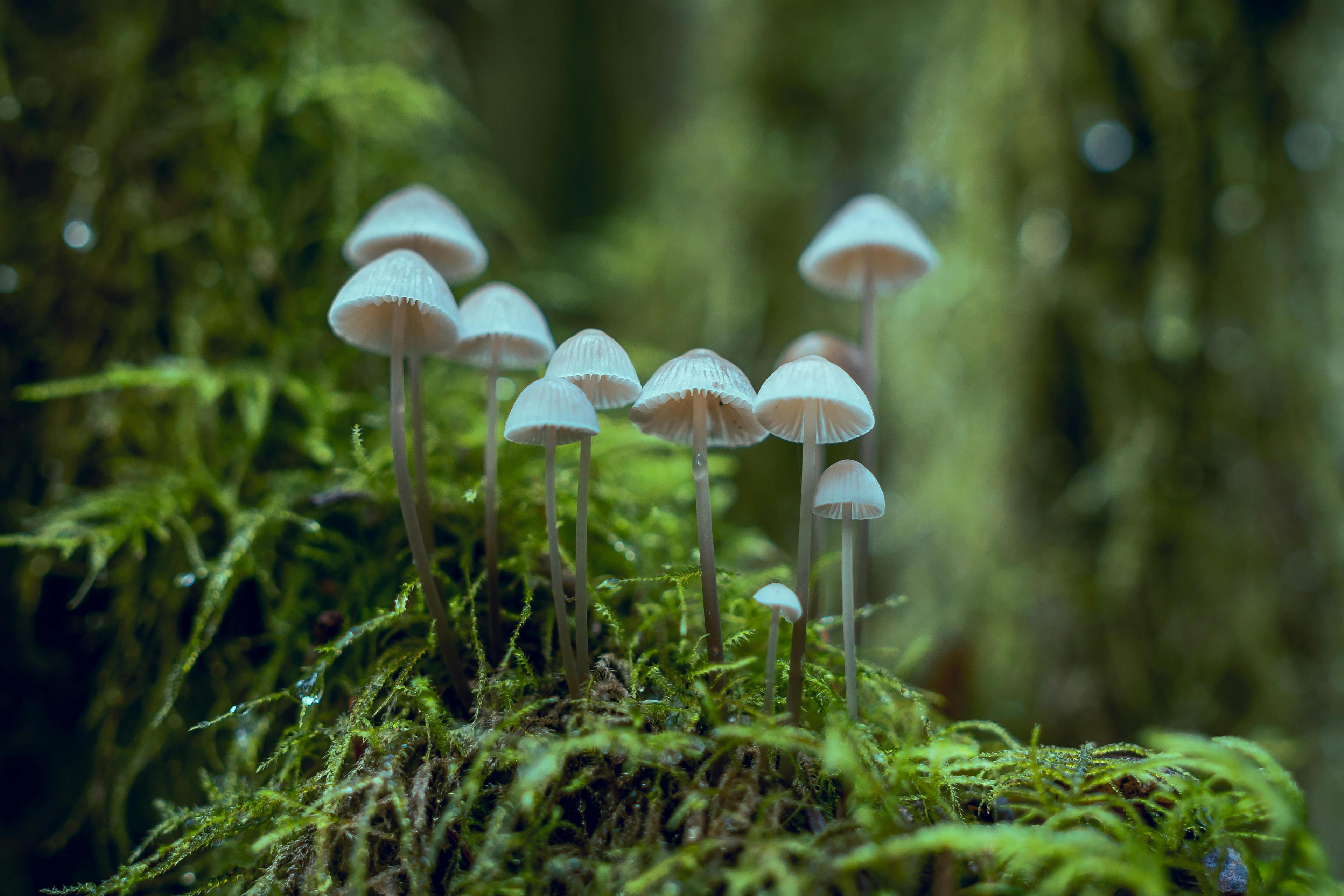 Witte paddenstoelen