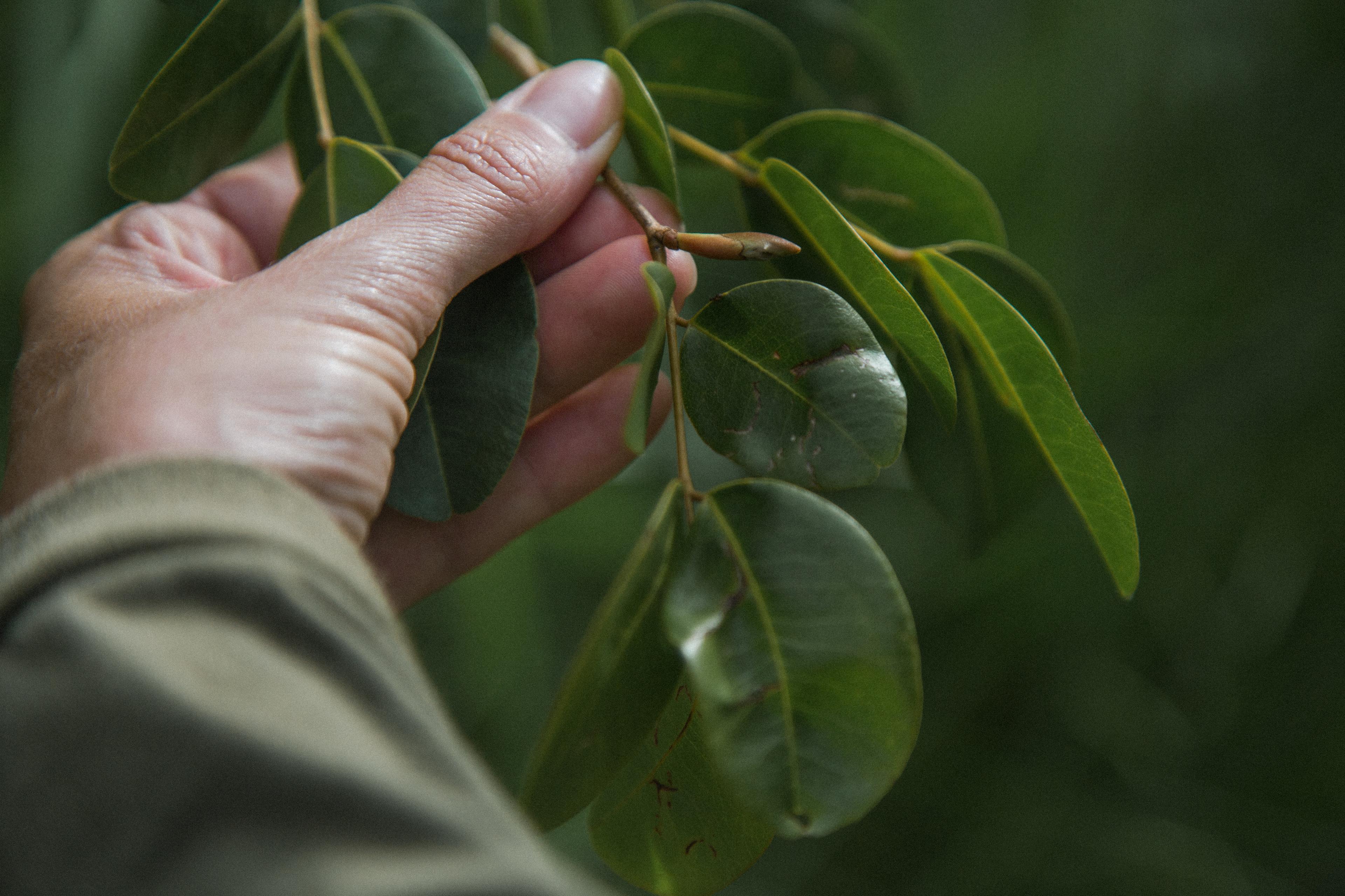 Man met blad van copaifera in zijn hand boom Atlantisch Regenwoud