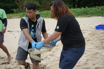 Zeeschildpad wordt naar zee gedragen