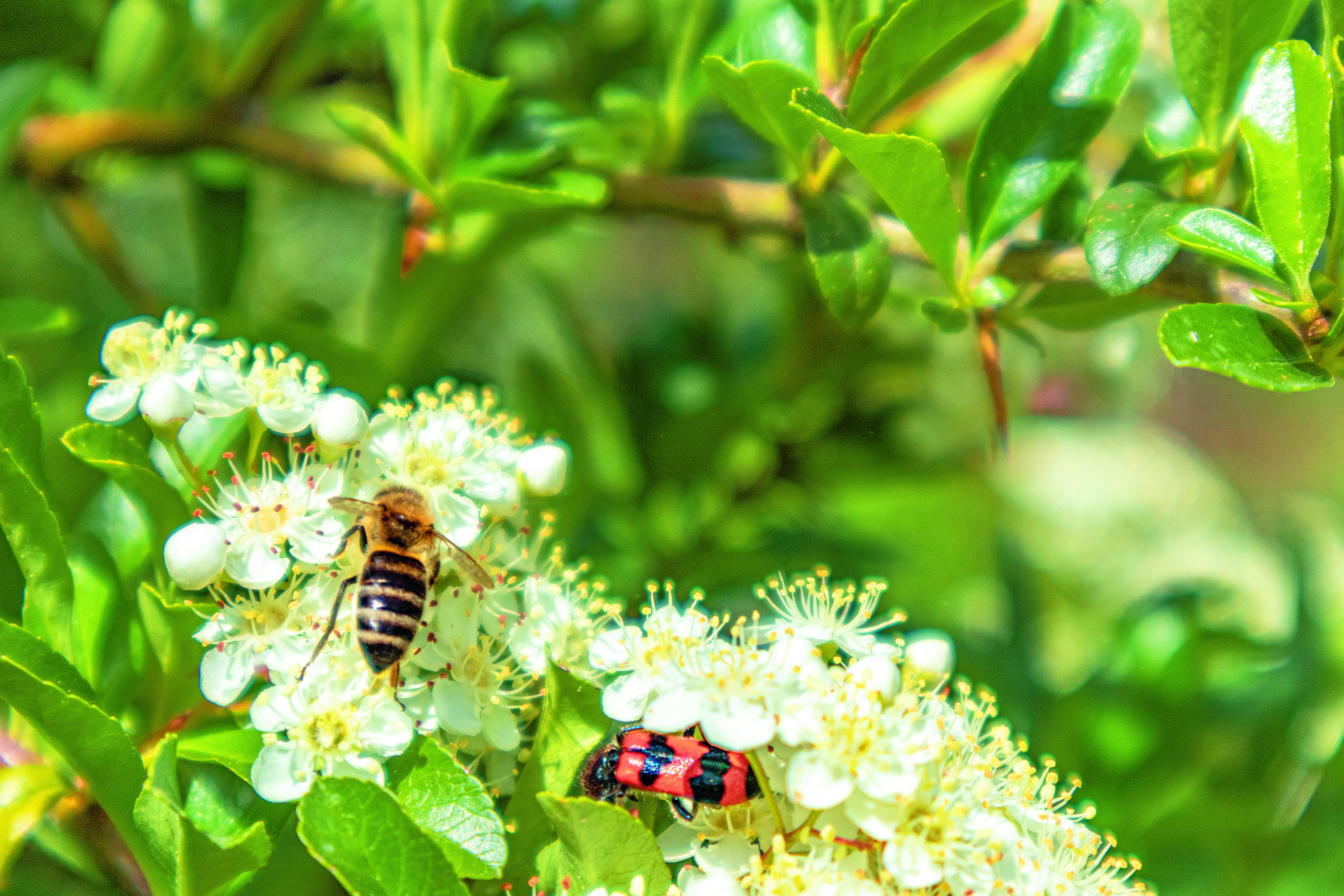 Insecten bloemen