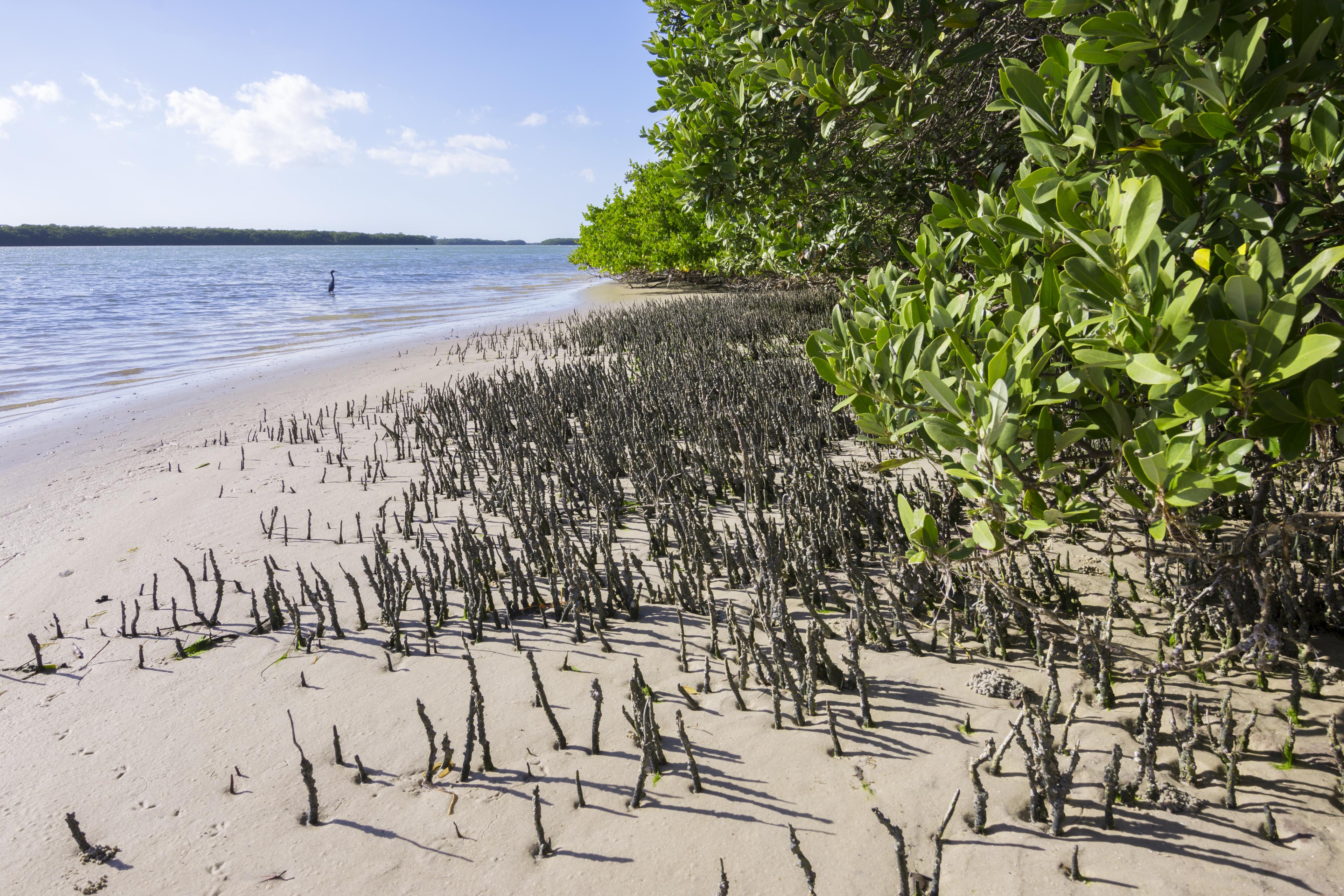 Zwarte mangrove
