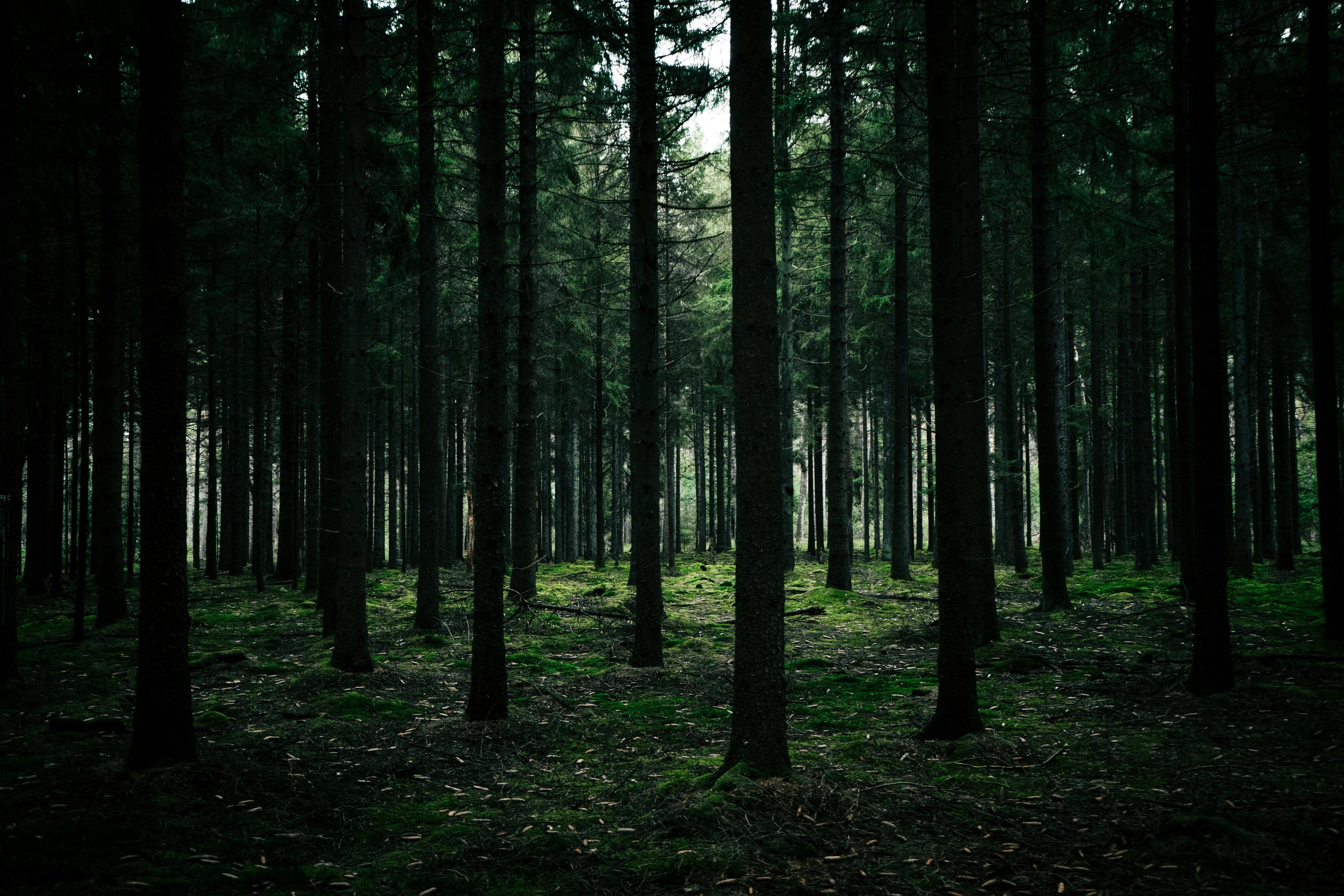 donker bos met bomen