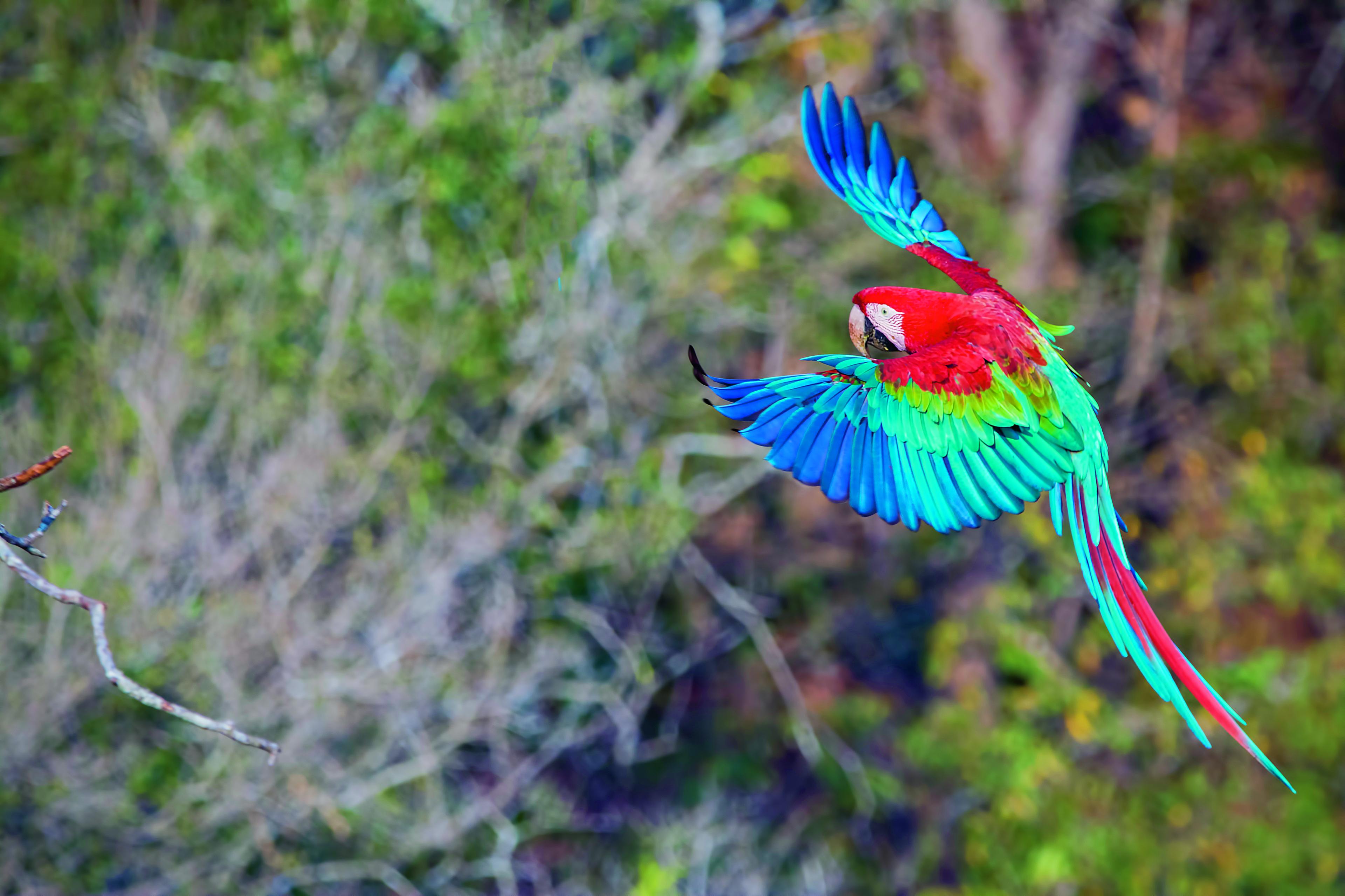 Rood-groene macaw papegaai