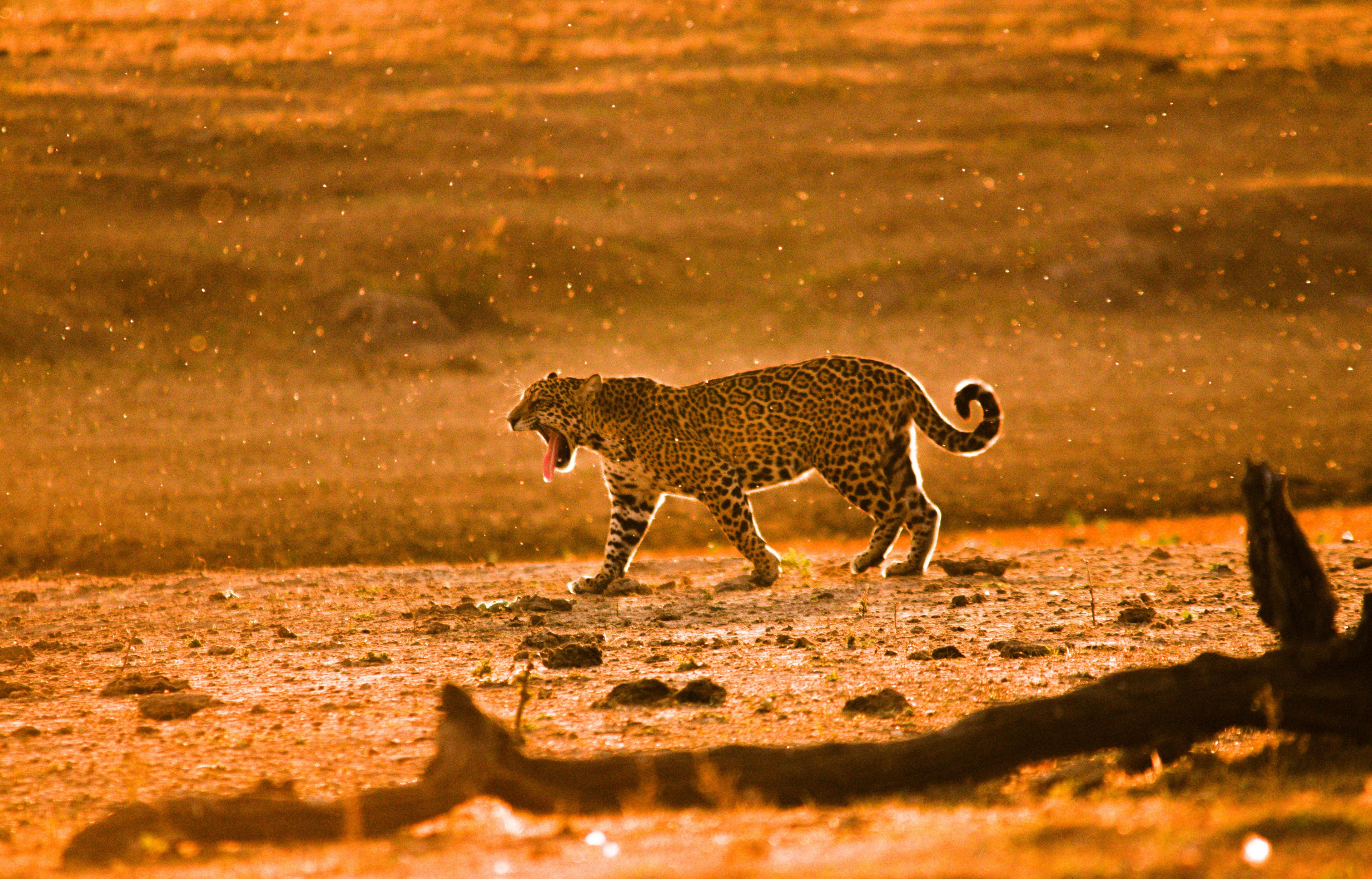 Jaguar loopt Mato Grosso, Brazilië