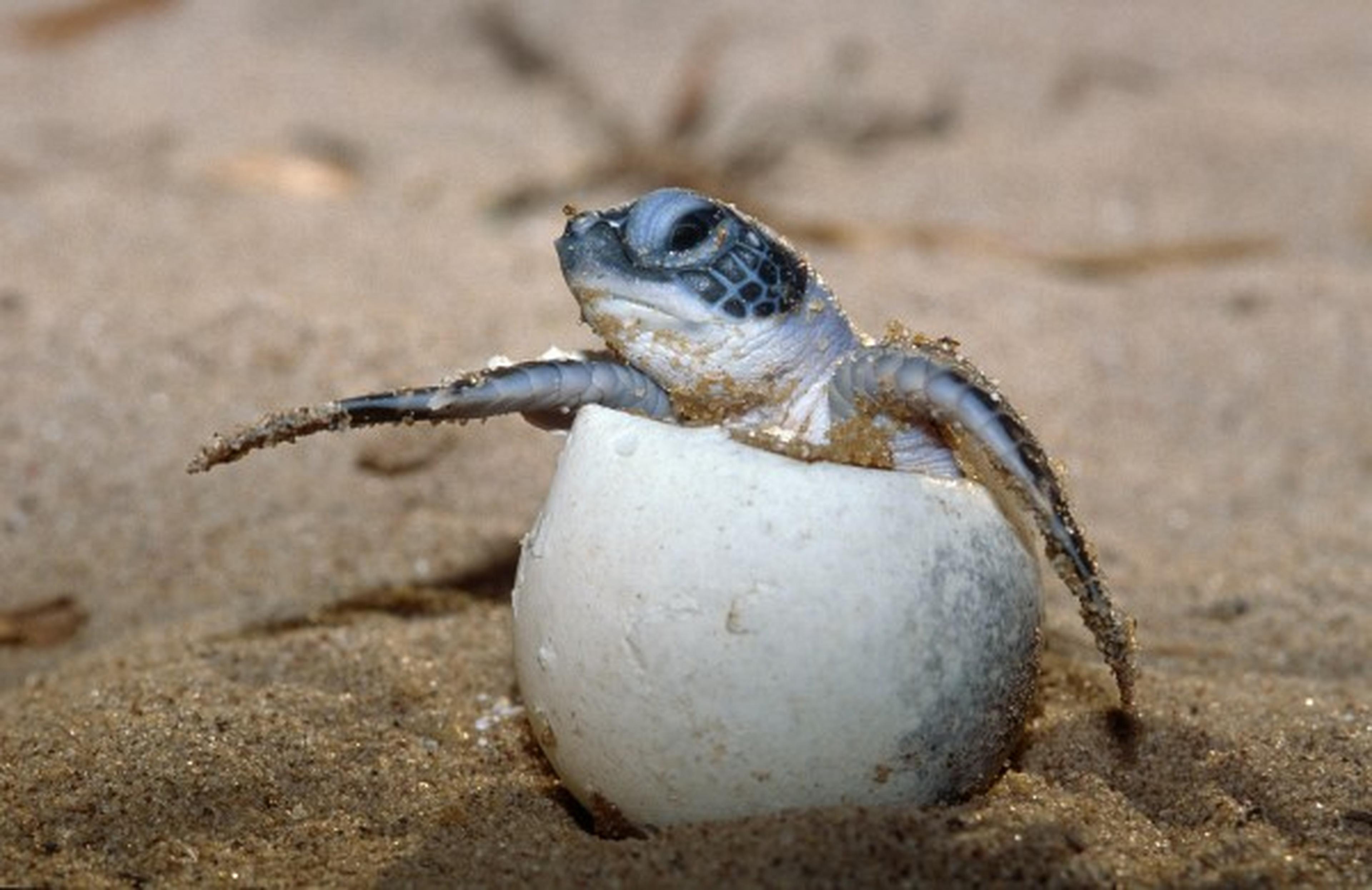 Schildpad komt uit ei