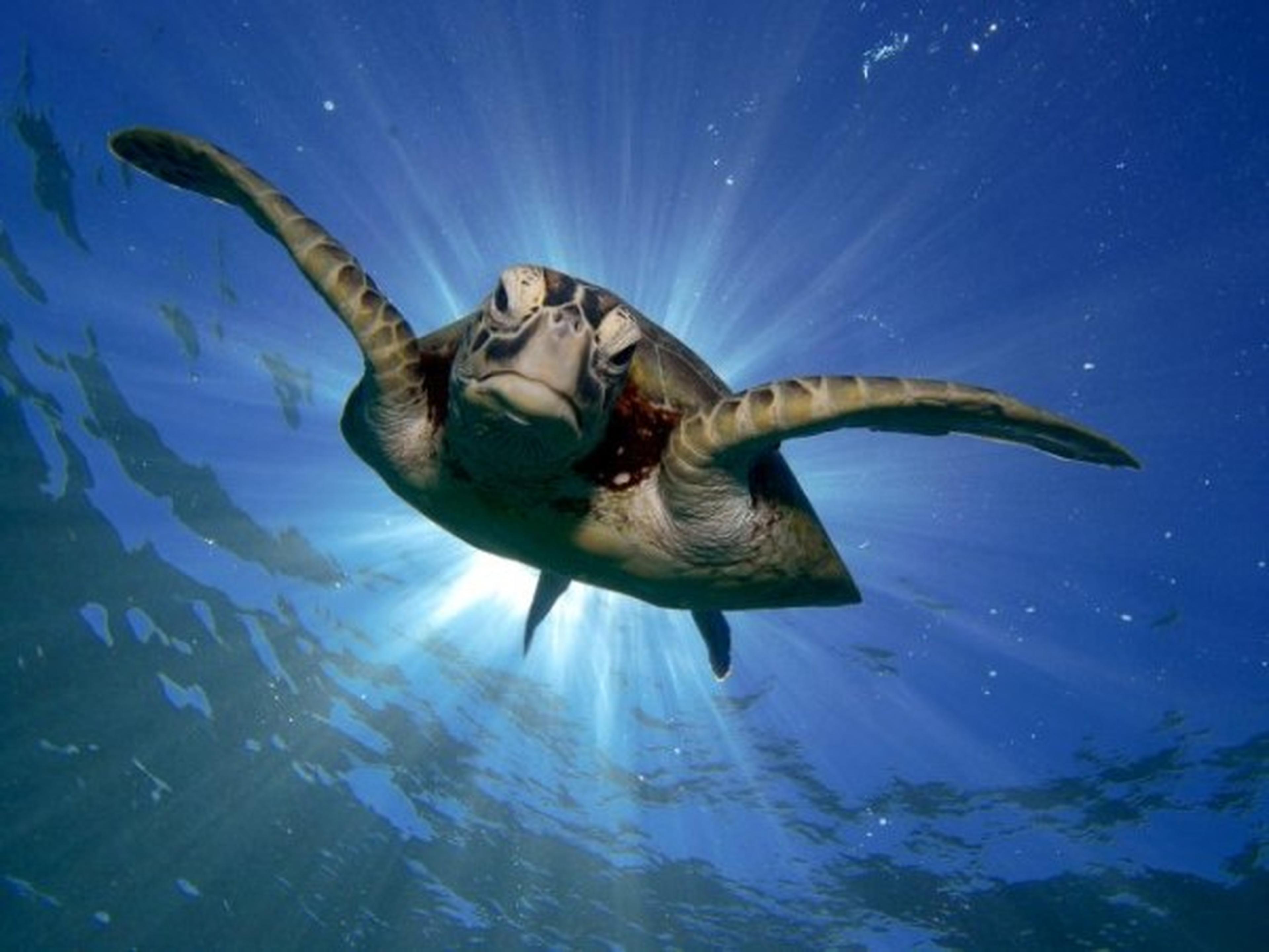 Groene schildpad zwemt in de zee
