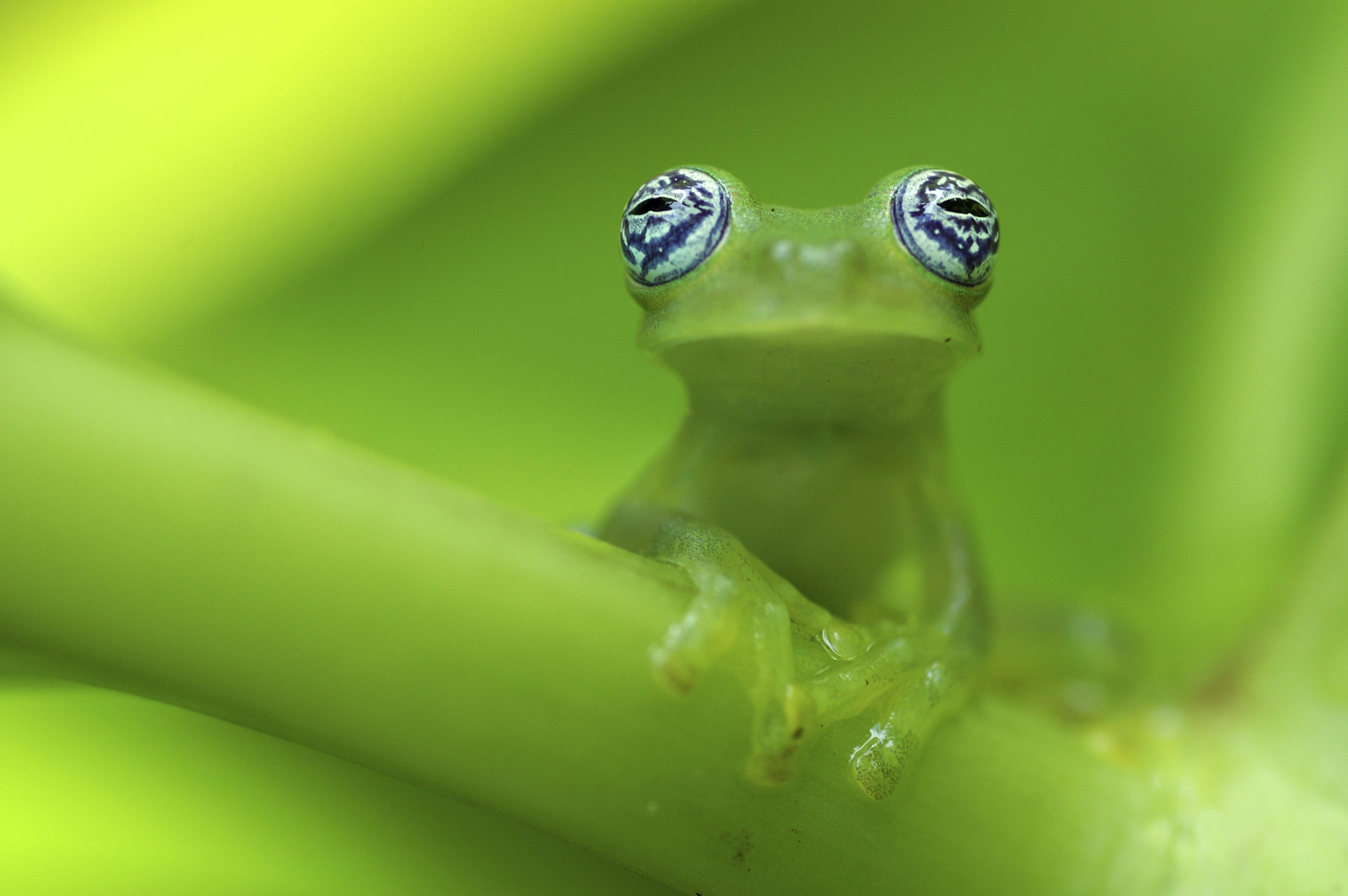 Glaskikker in Costa Rica, op groen takje