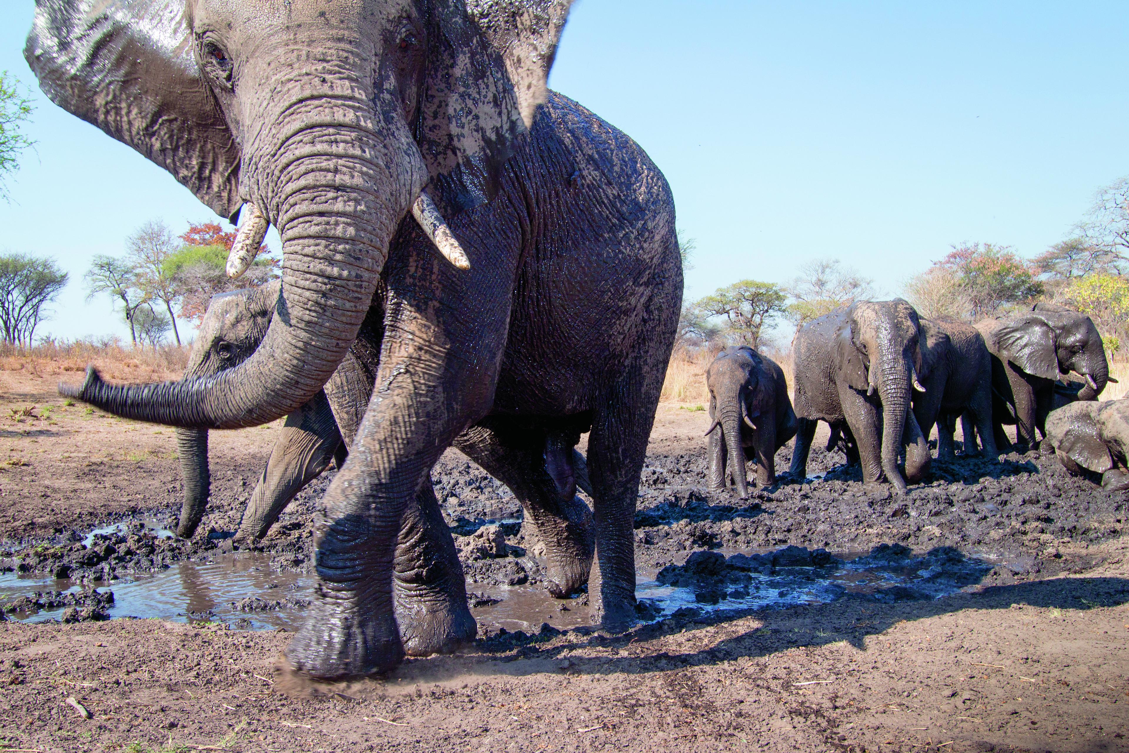 Afrikaanse olifant loopt in Namibië