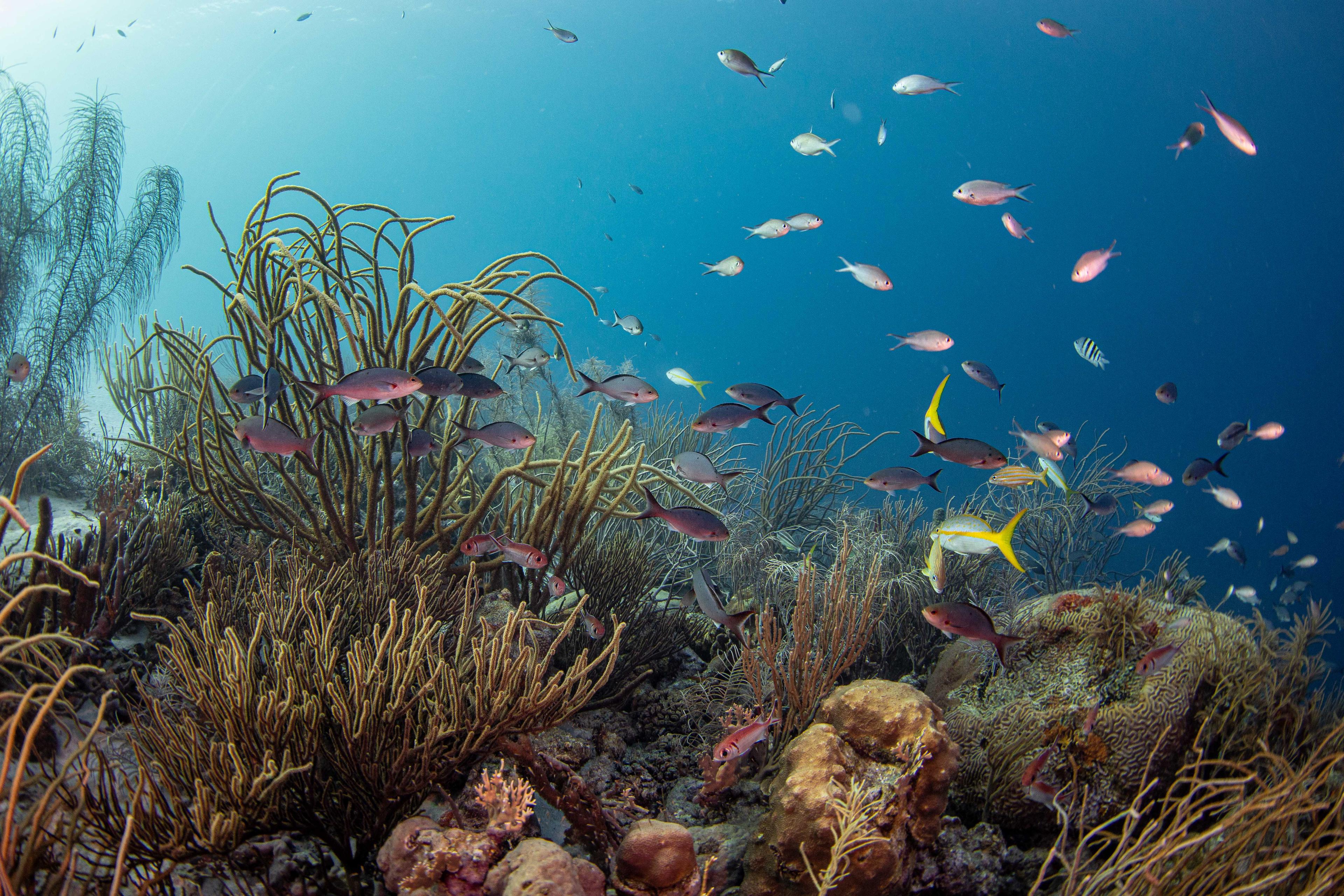 Koraal bij Bonaire