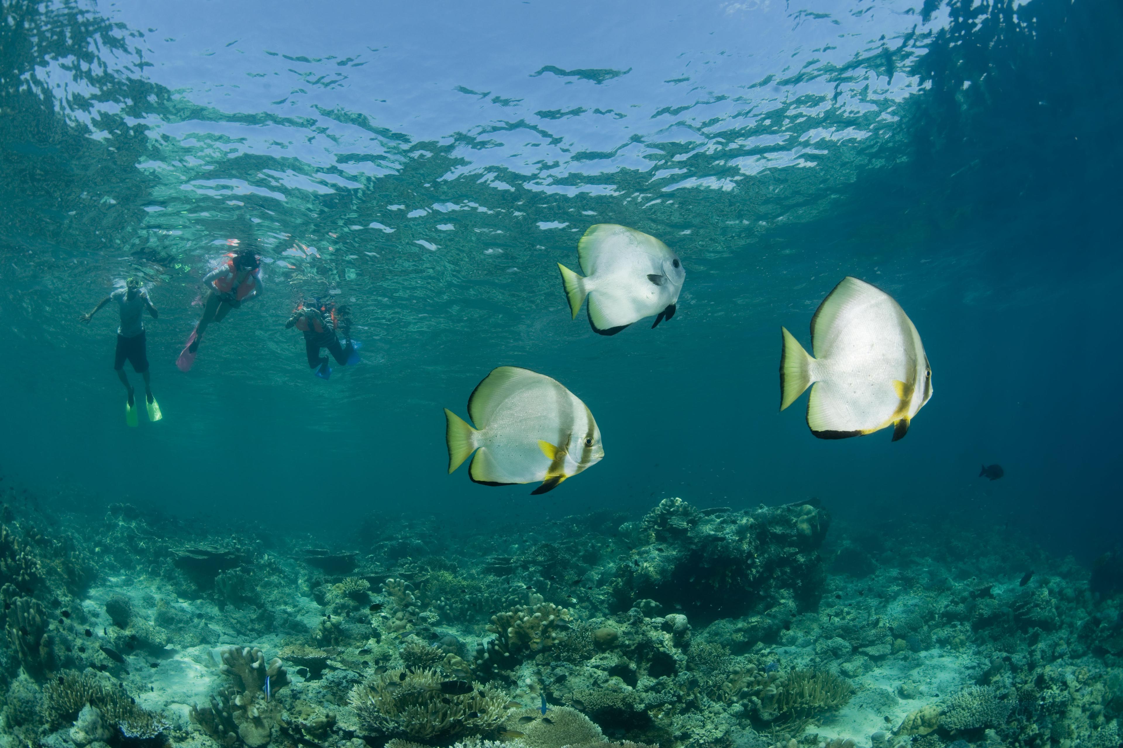 Vleermuisvissen met snorkelaars, onderwater
