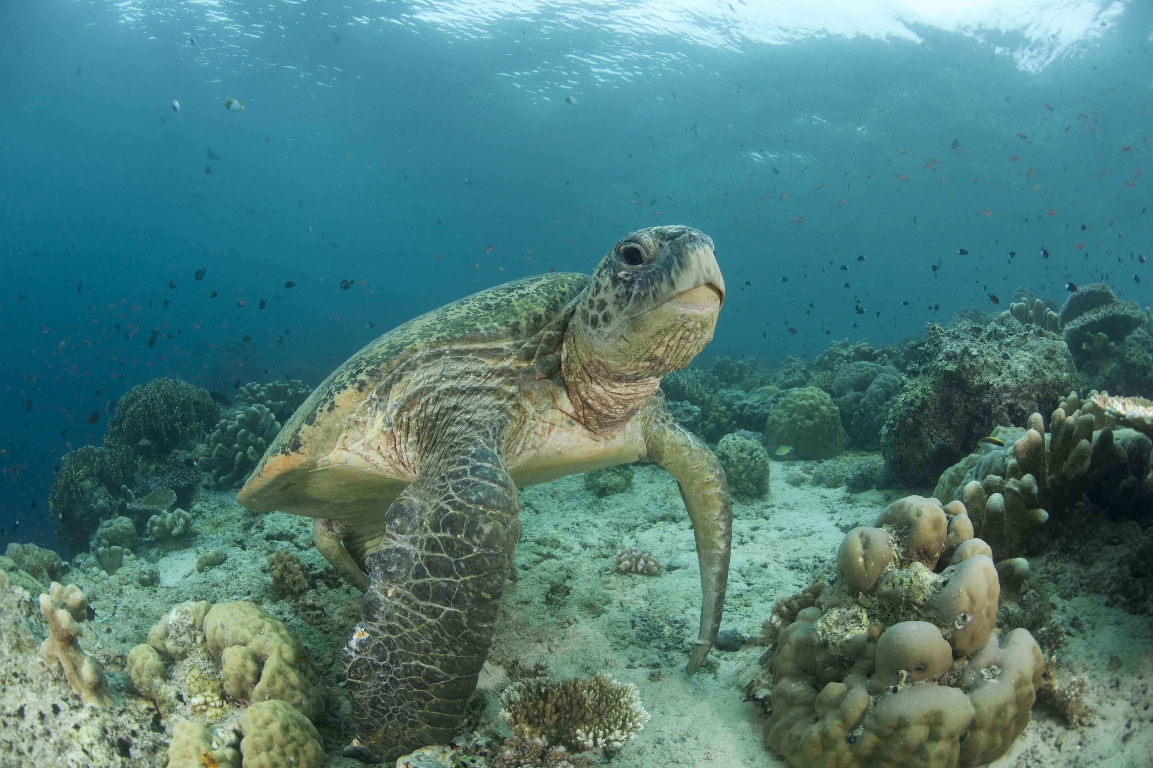 Groene zeeschildpad, Maleisië