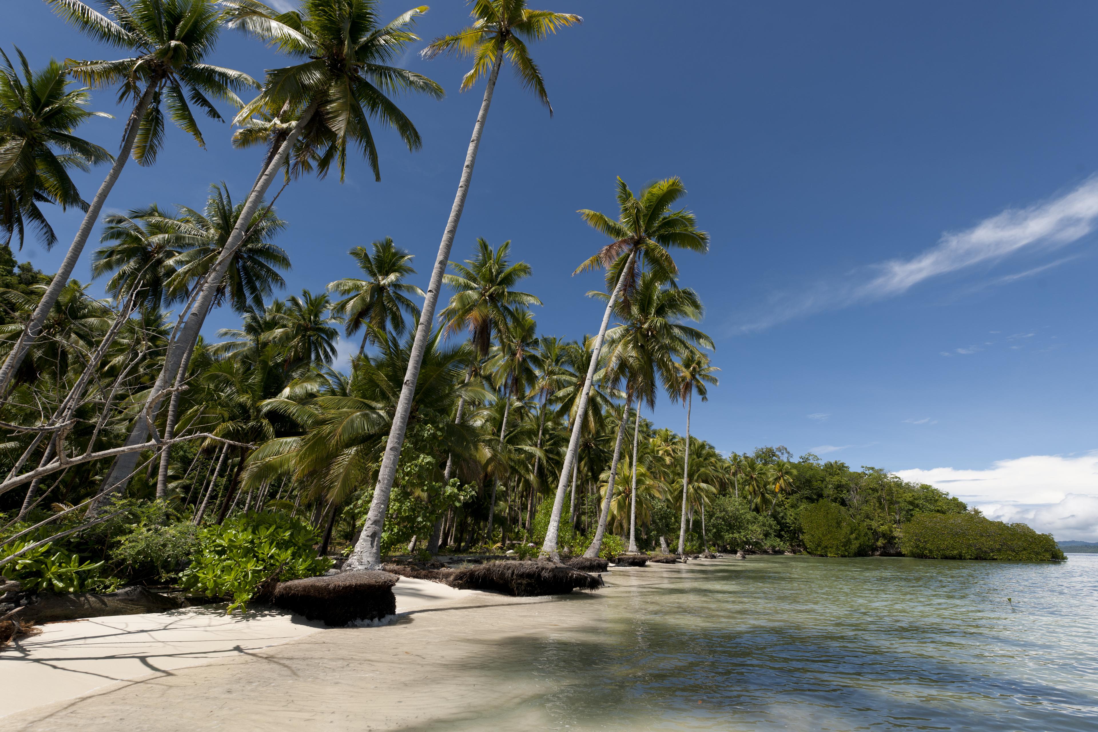 Palmbomen worden weggespoeld door erosie aan het strand, Papoea Nieuw Guinea