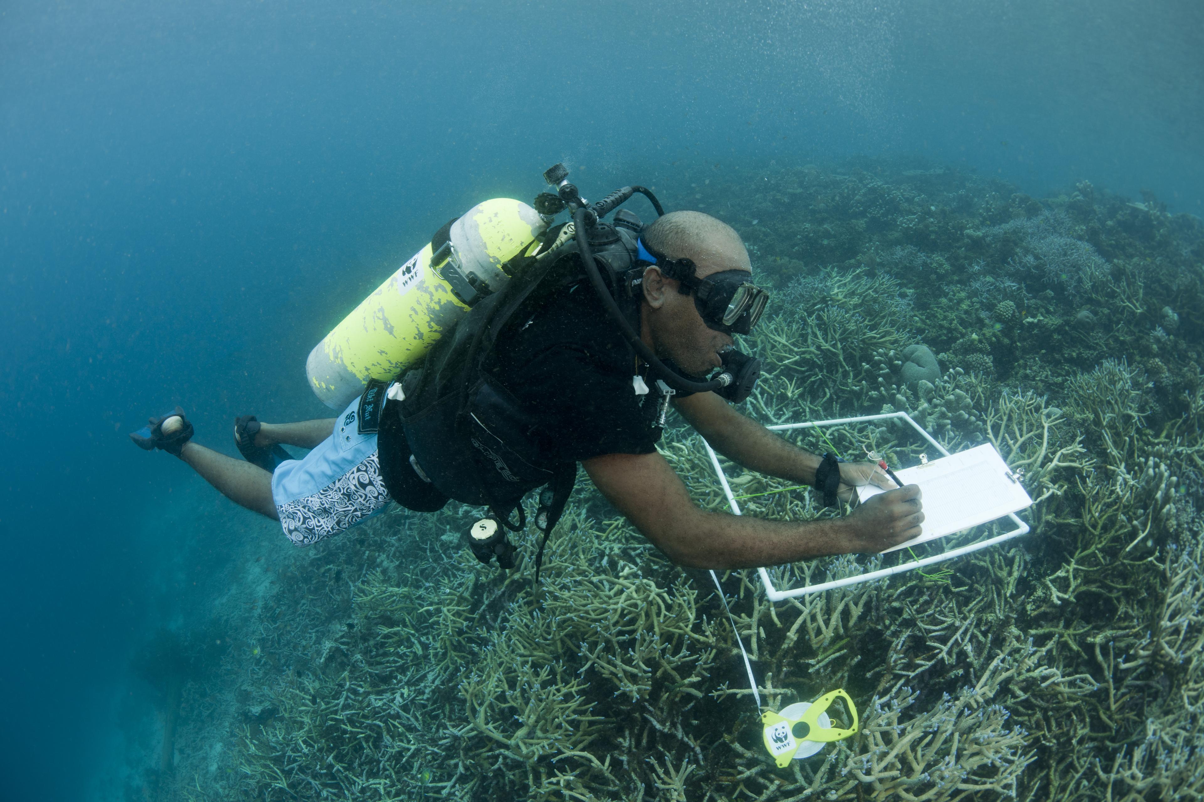 Reef check koraaldriehoek