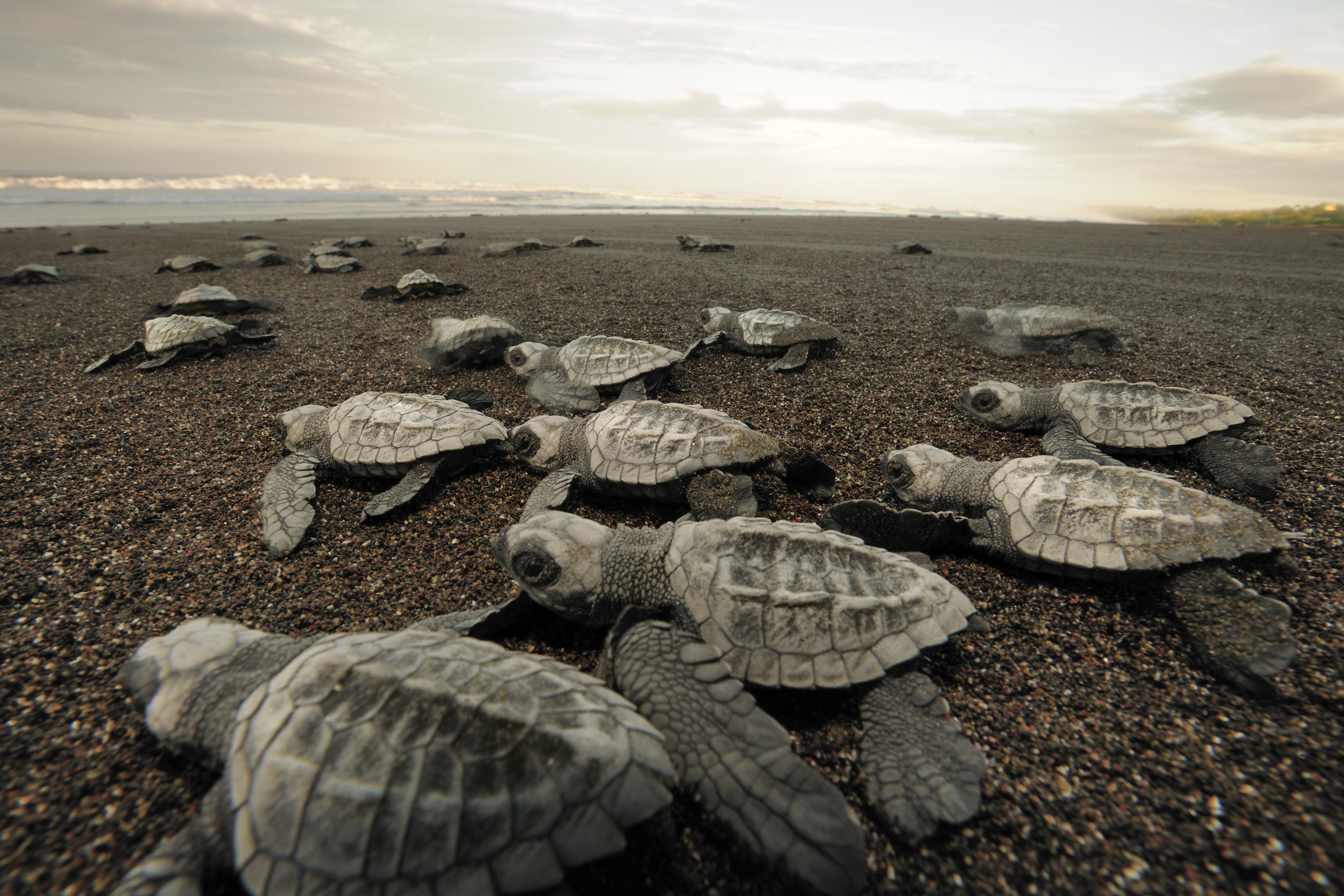 Zeeschildpadden komen samen tevoorschijn en trekken bij zonsopgang richting zee
