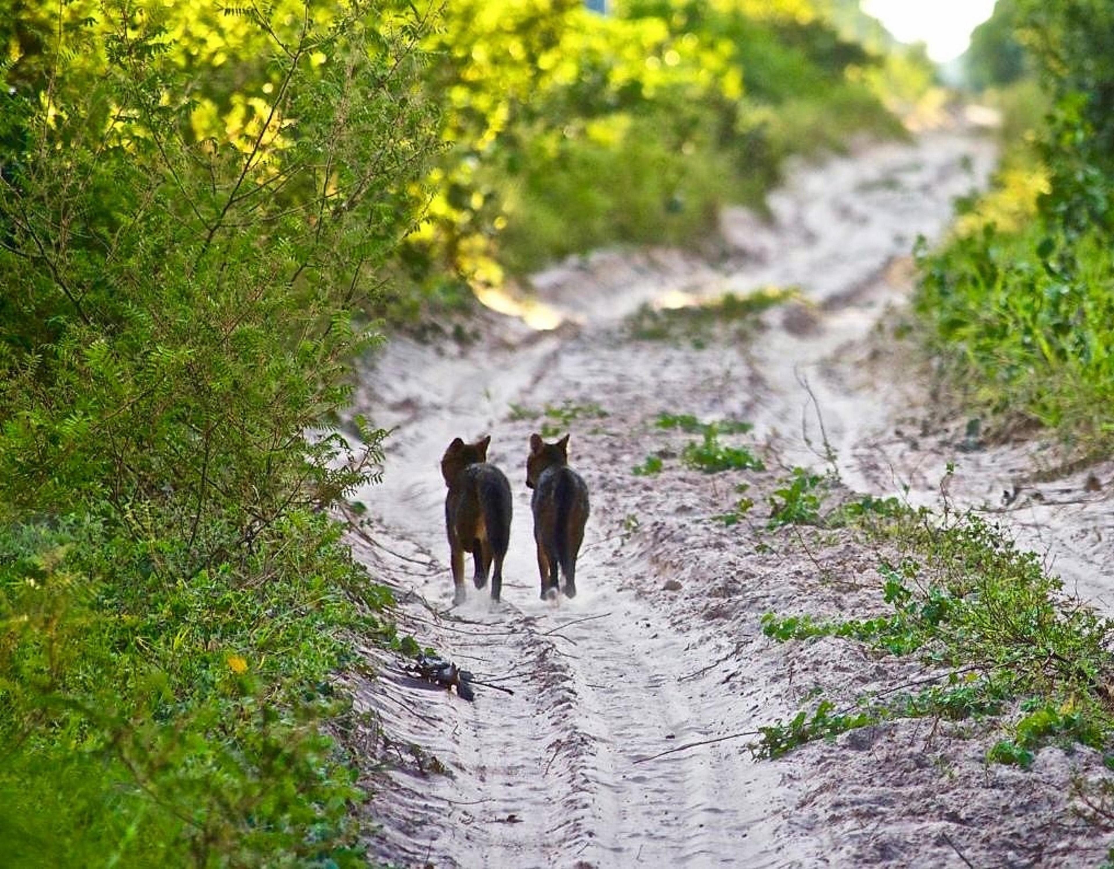 Twee savannevossen lopen over sporen van een auto, Cerrado Brazilië