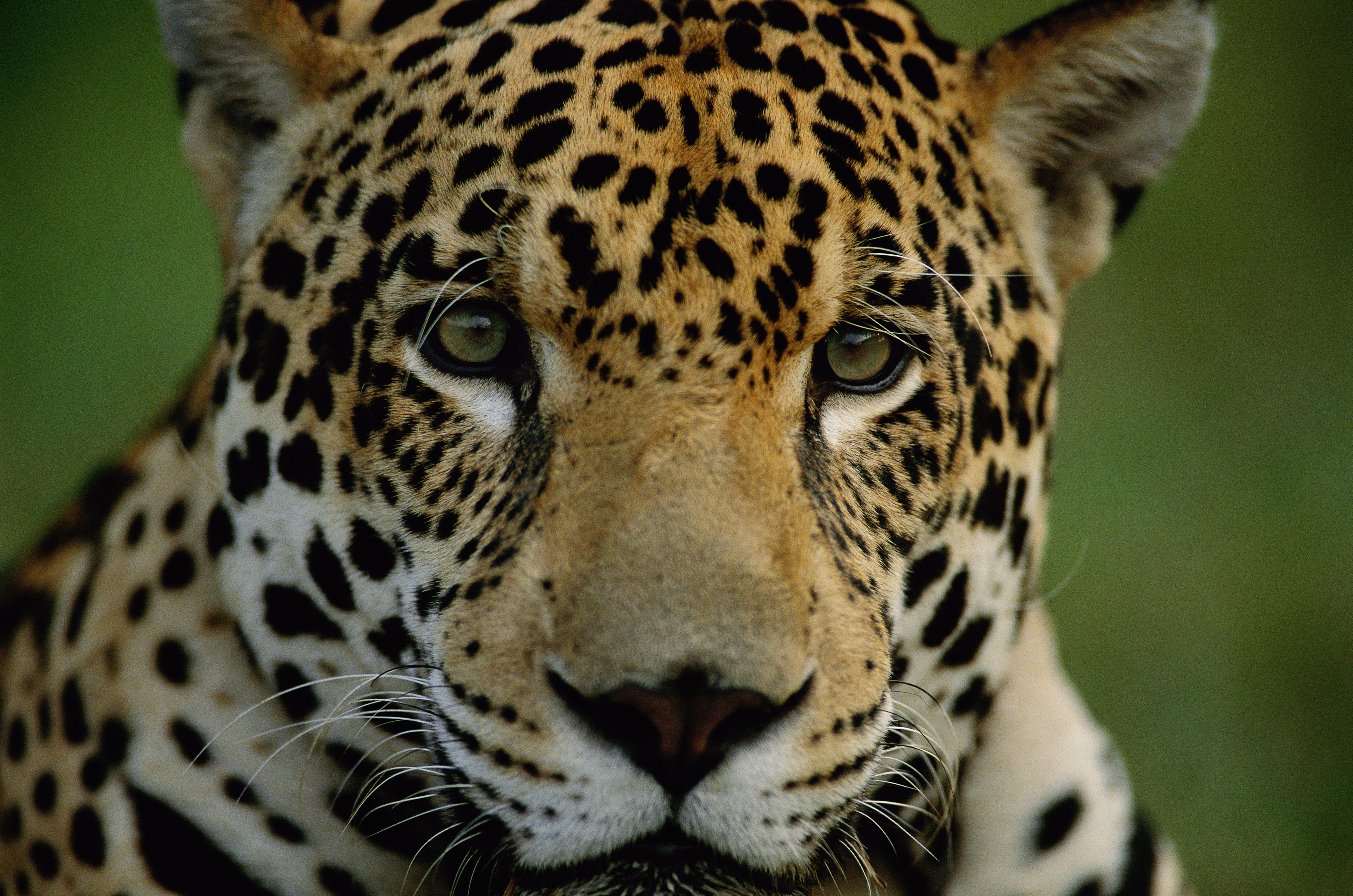 Close-up jaguar