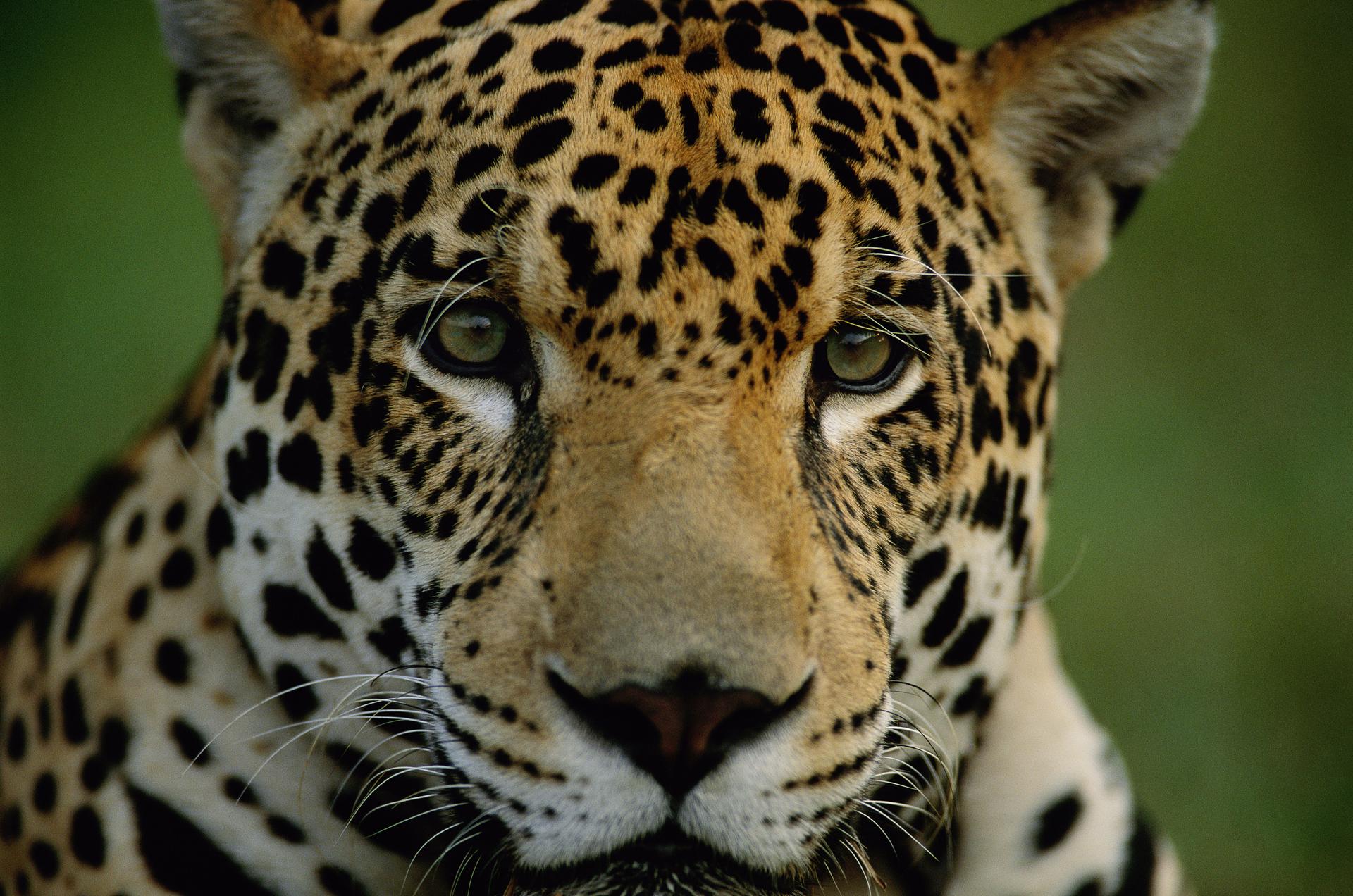 Close-up jaguar