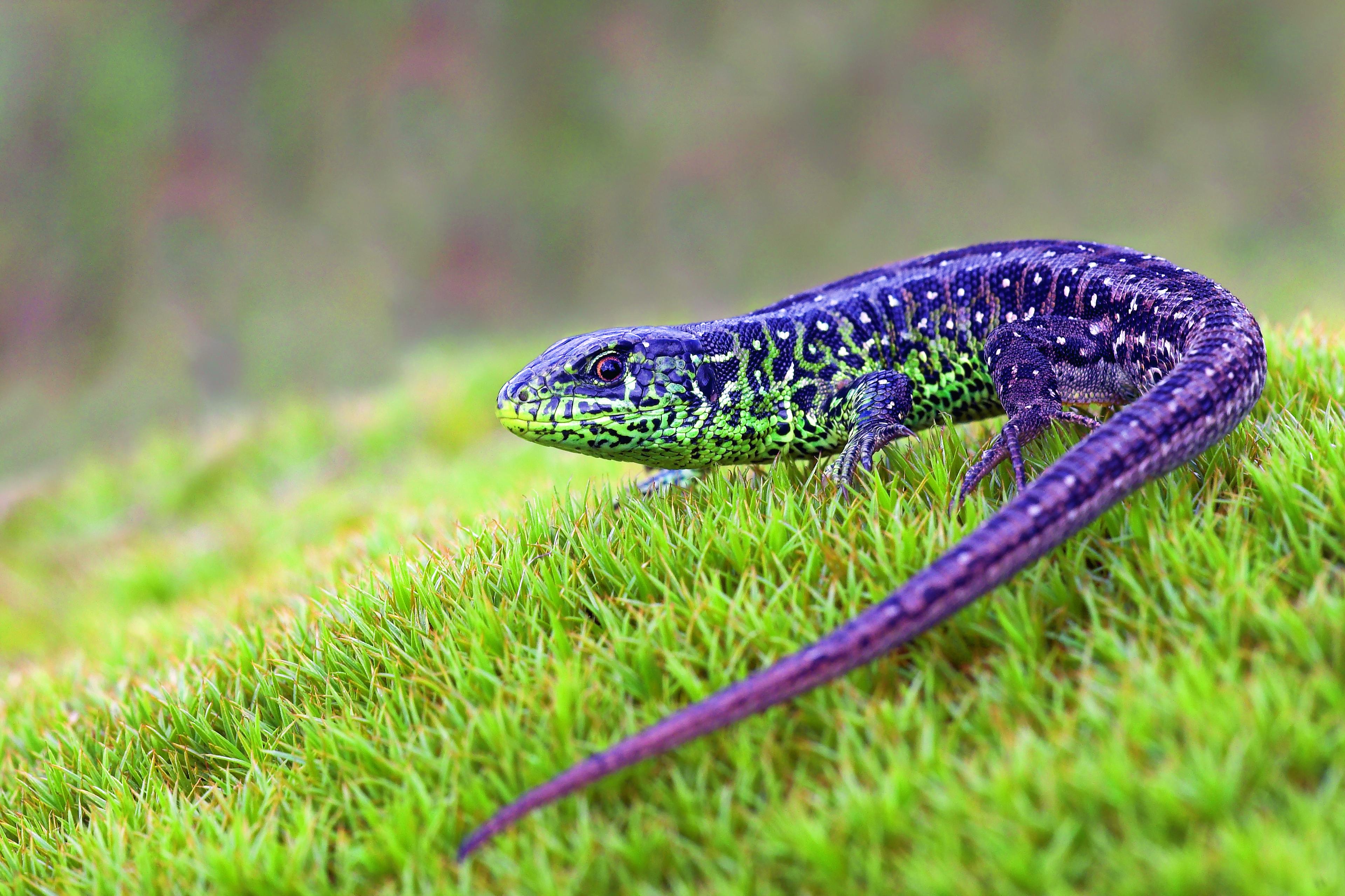 Zandhagedis