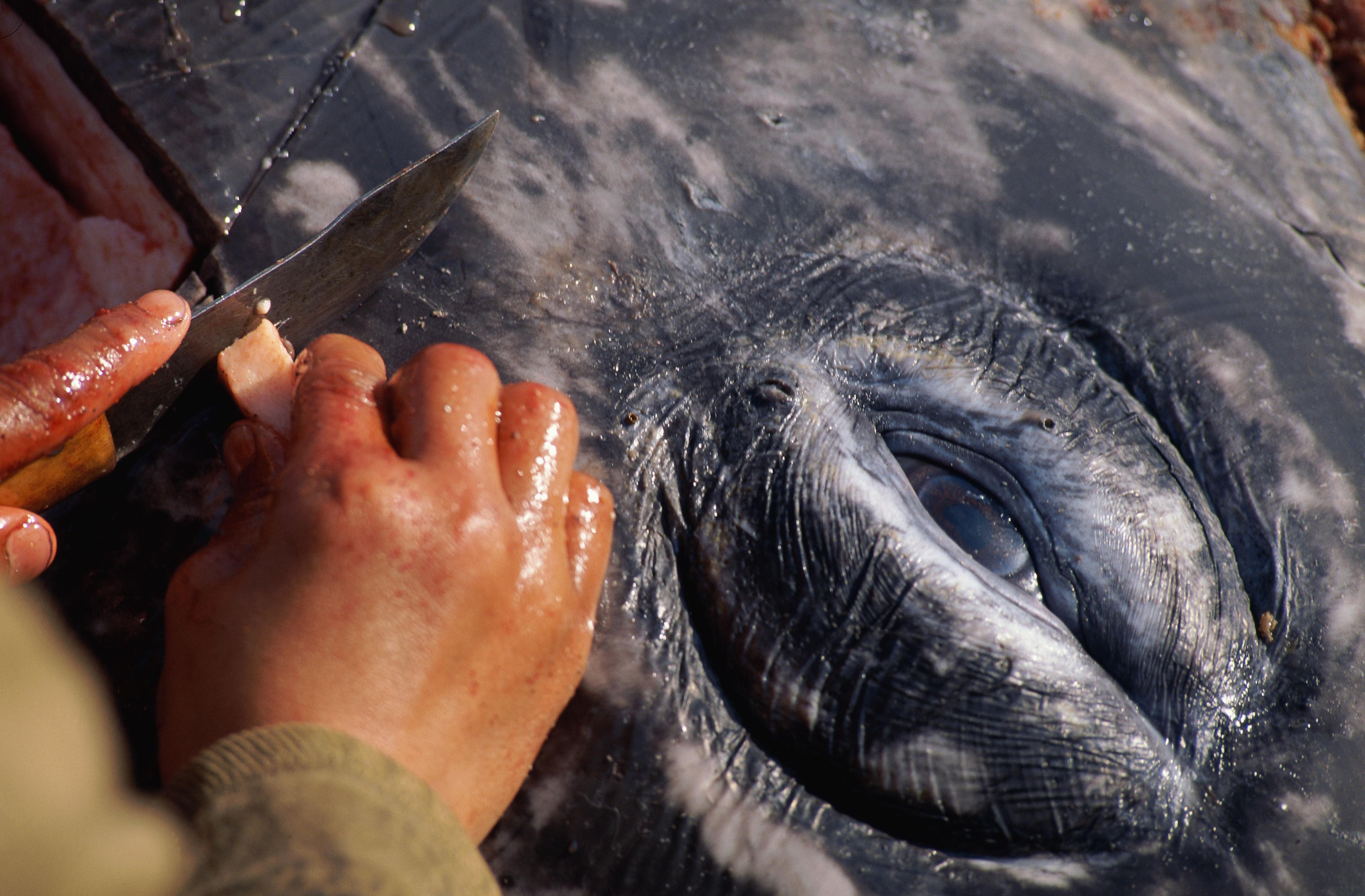 Close-up oog dode walvis