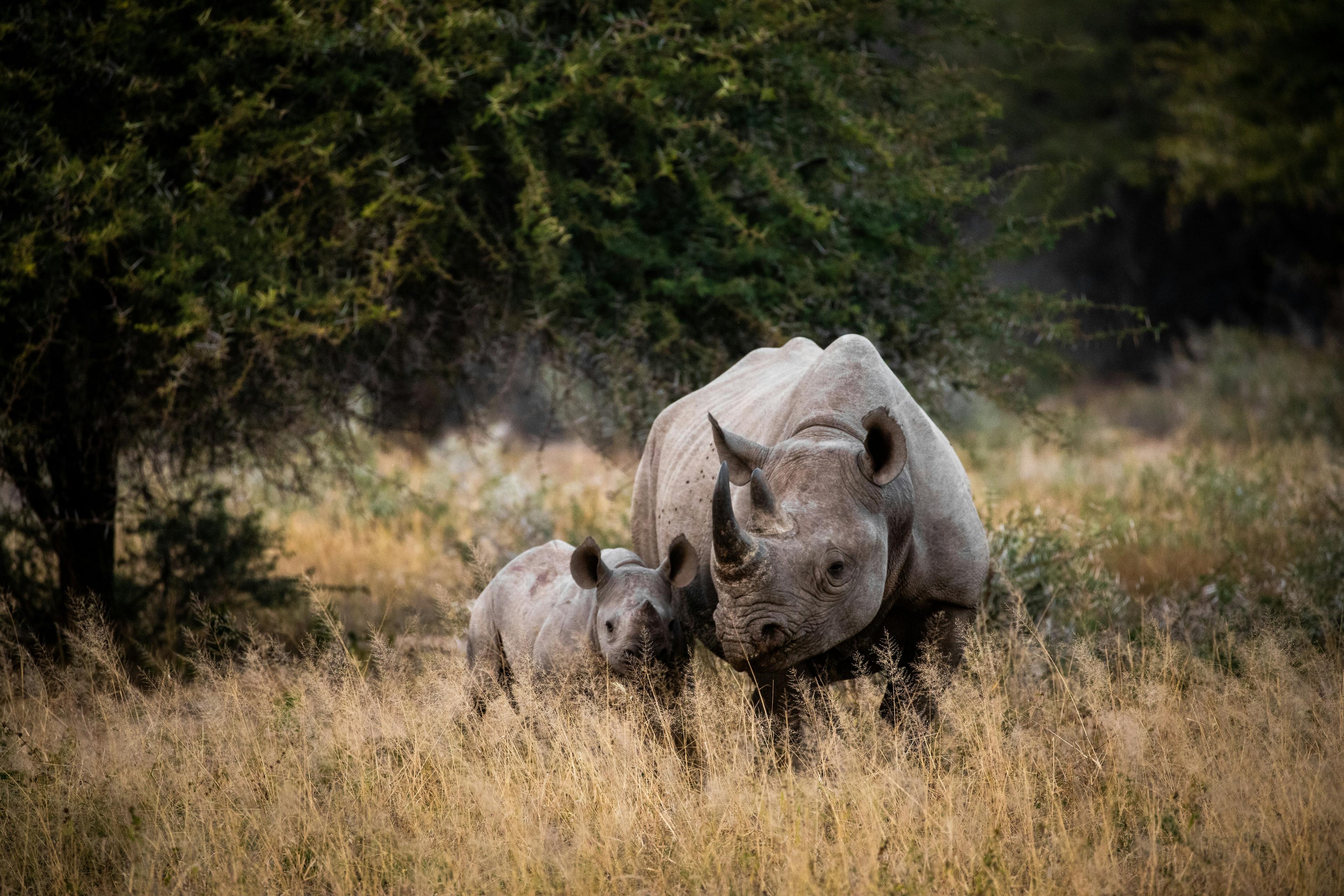 volwassenen neushoorn met kleintje