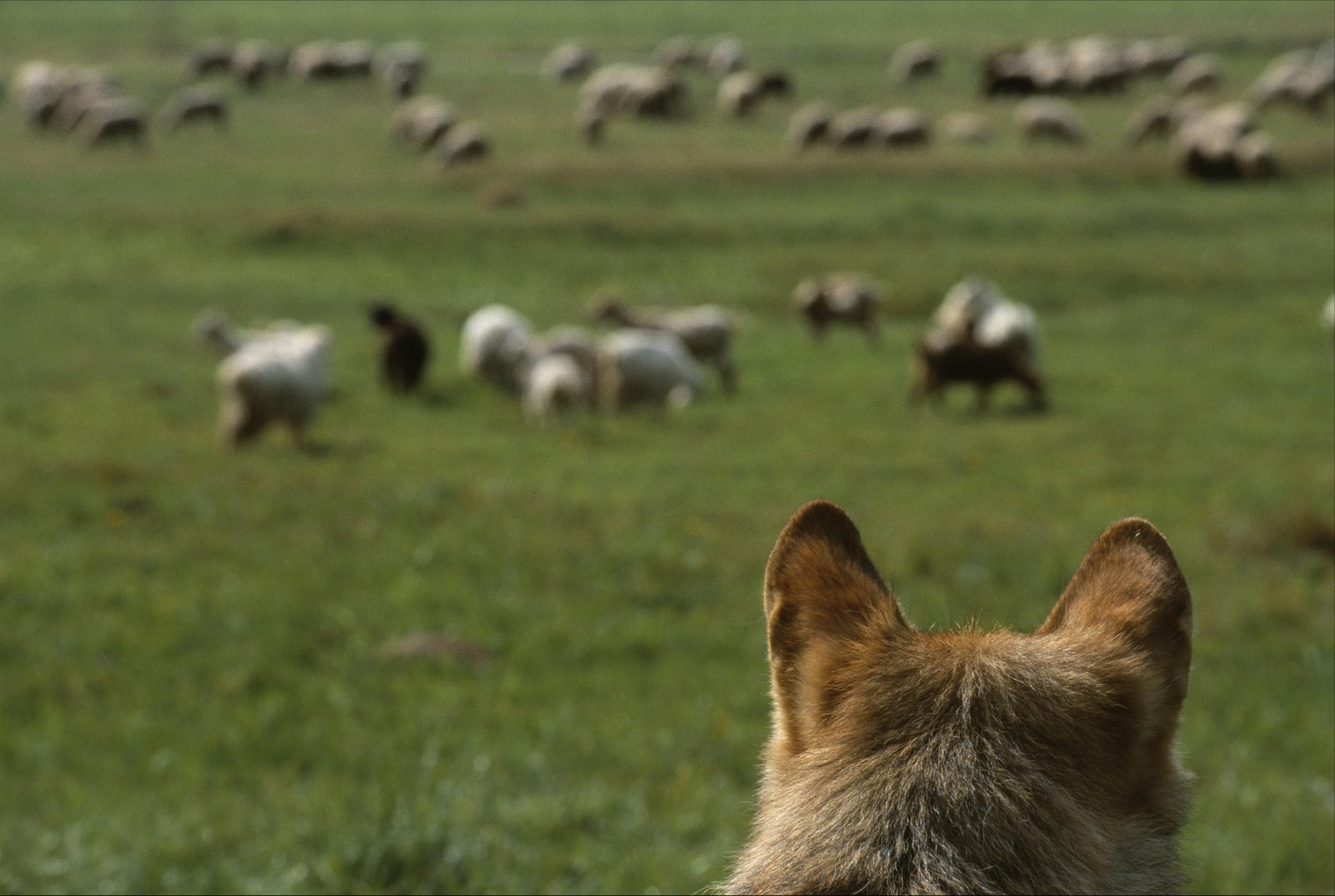 Wolf kijkt naar grazende schapen