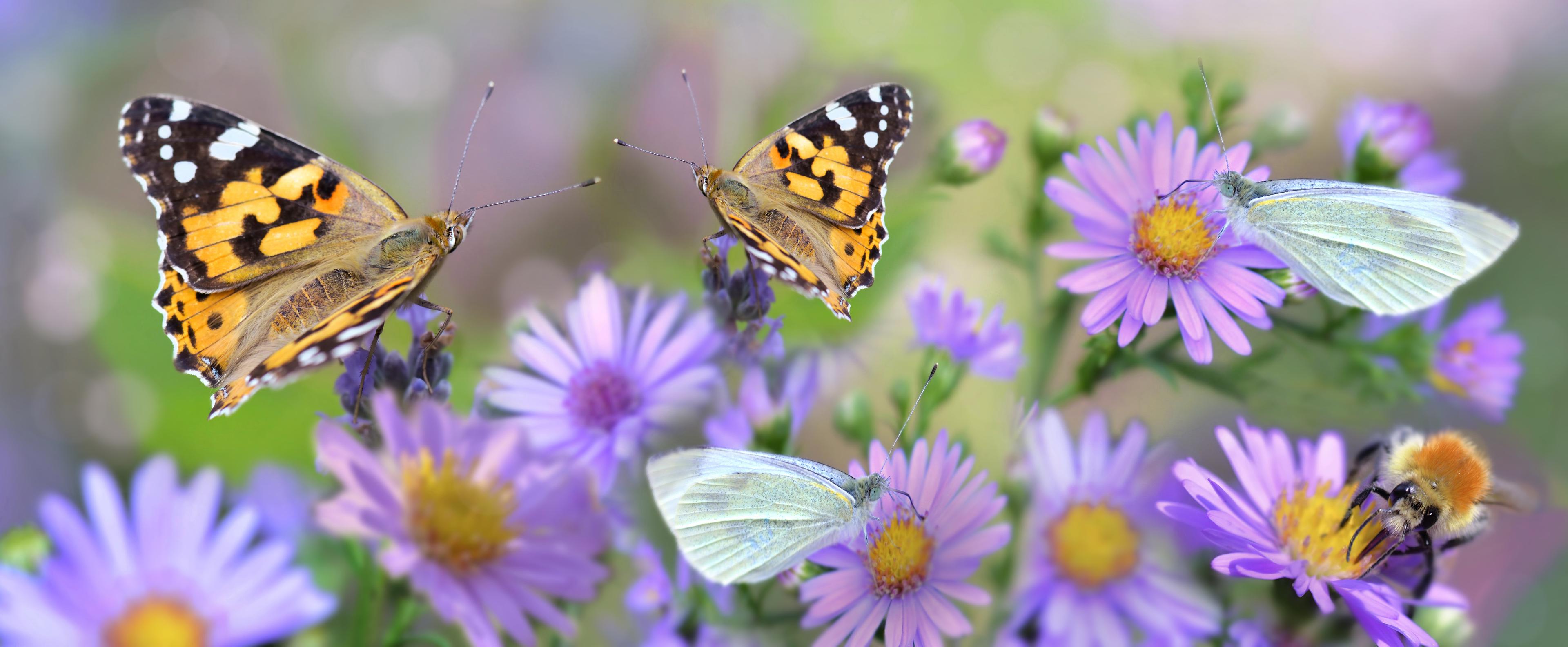 Vlinders bij paarse bloemen