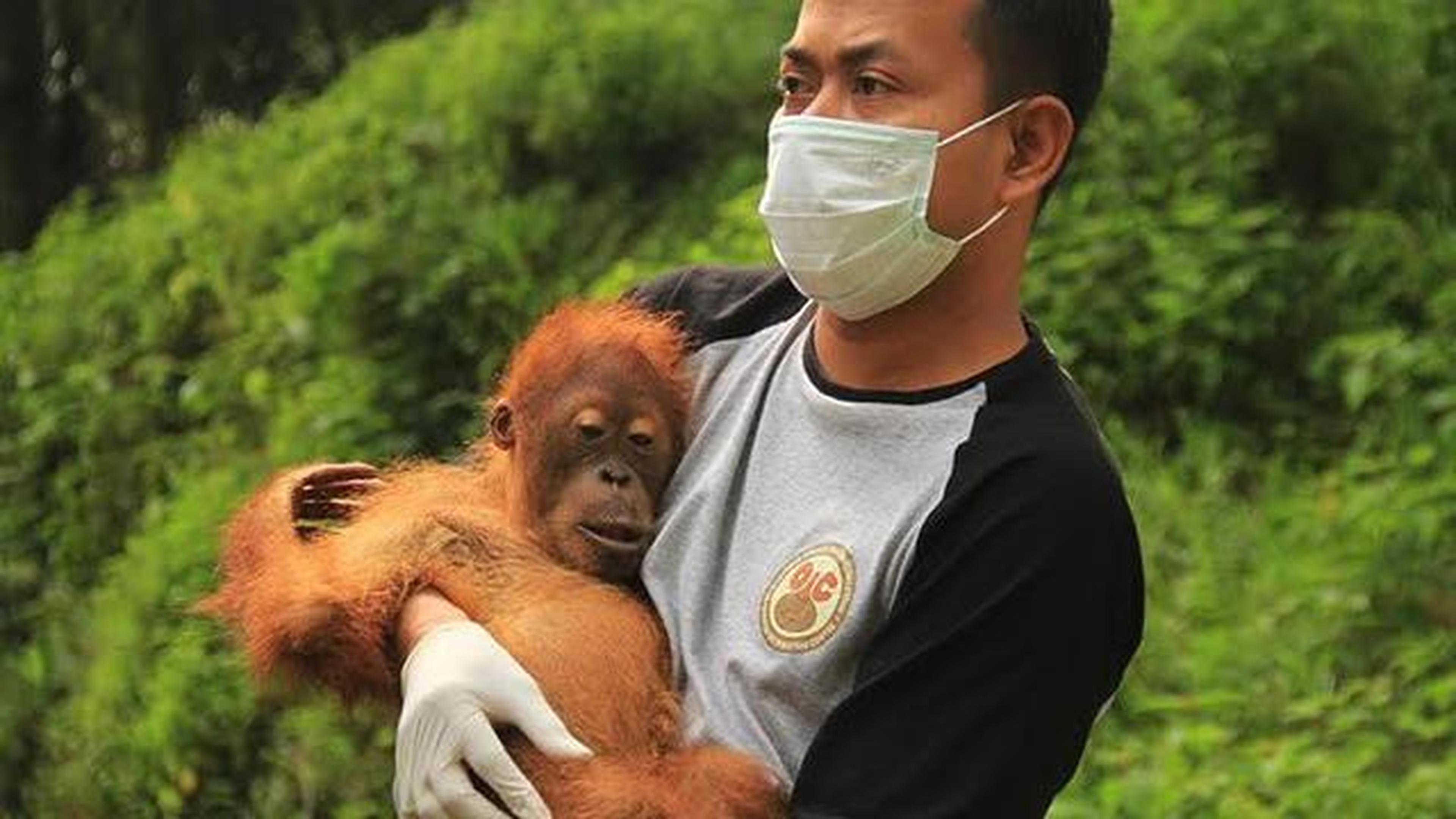 Orang-oetan in de handen van Panut Hadisiswoyo
