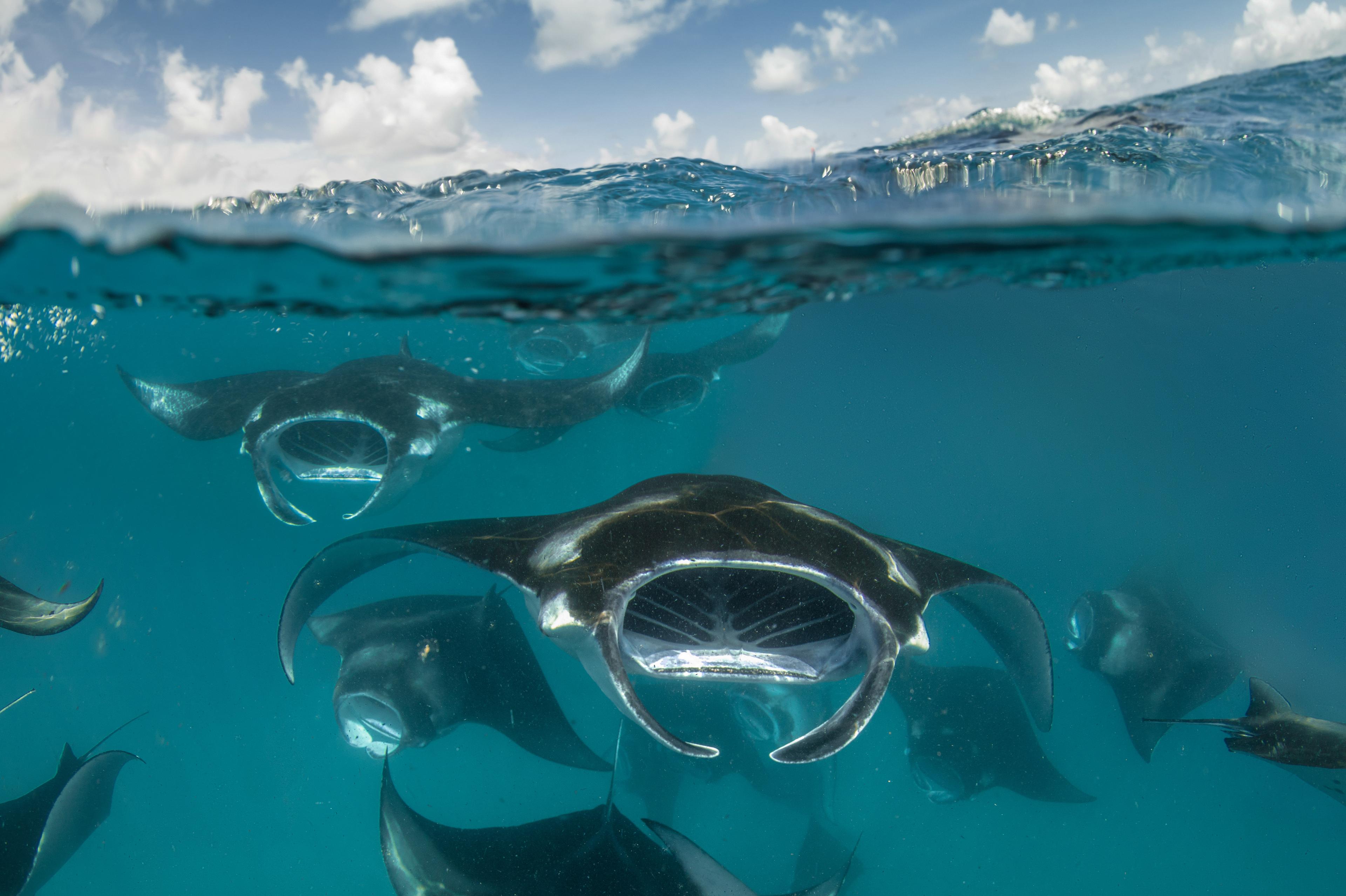 Mantaroggen in de Malediven