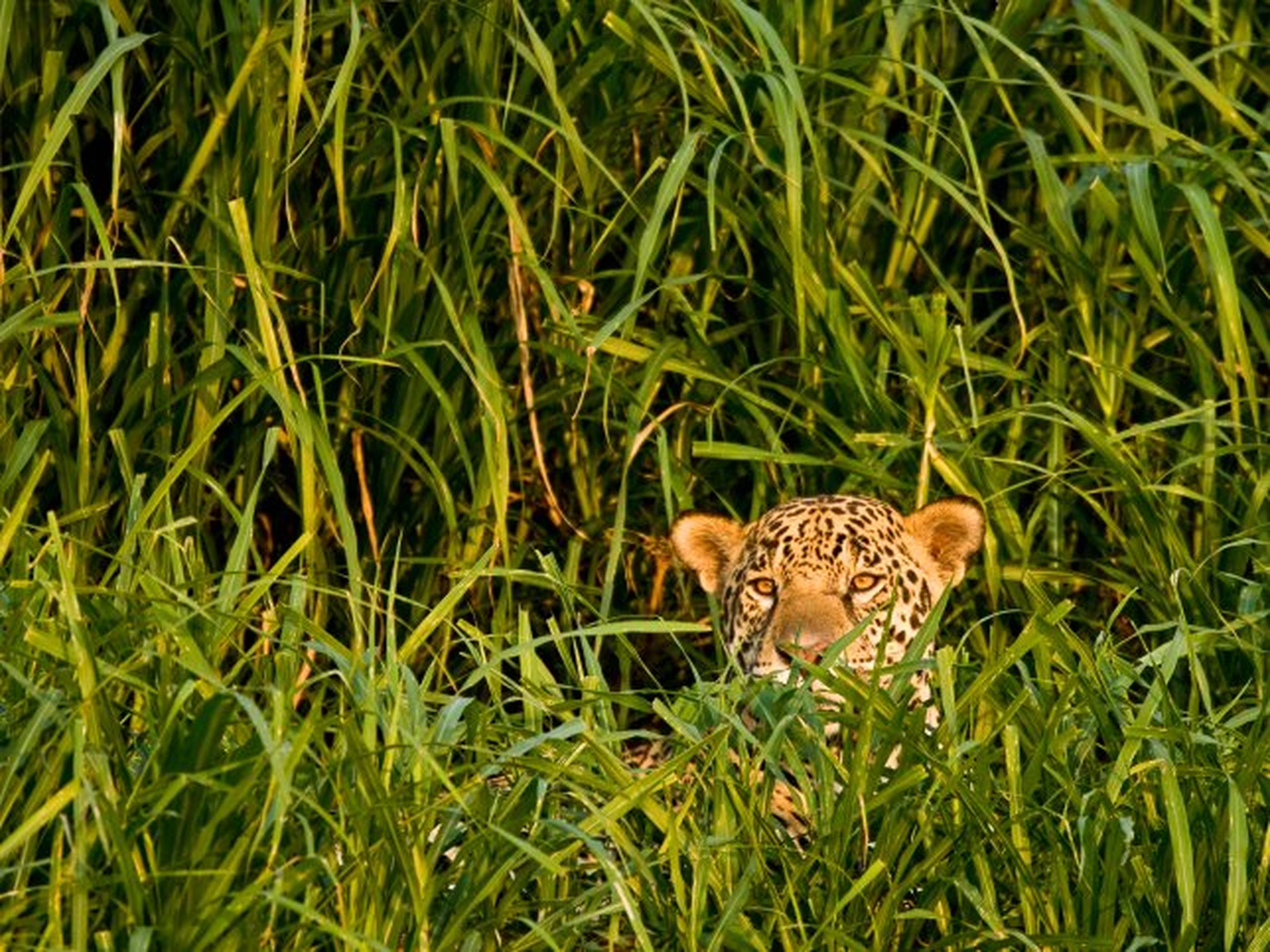 jaguar in gras
