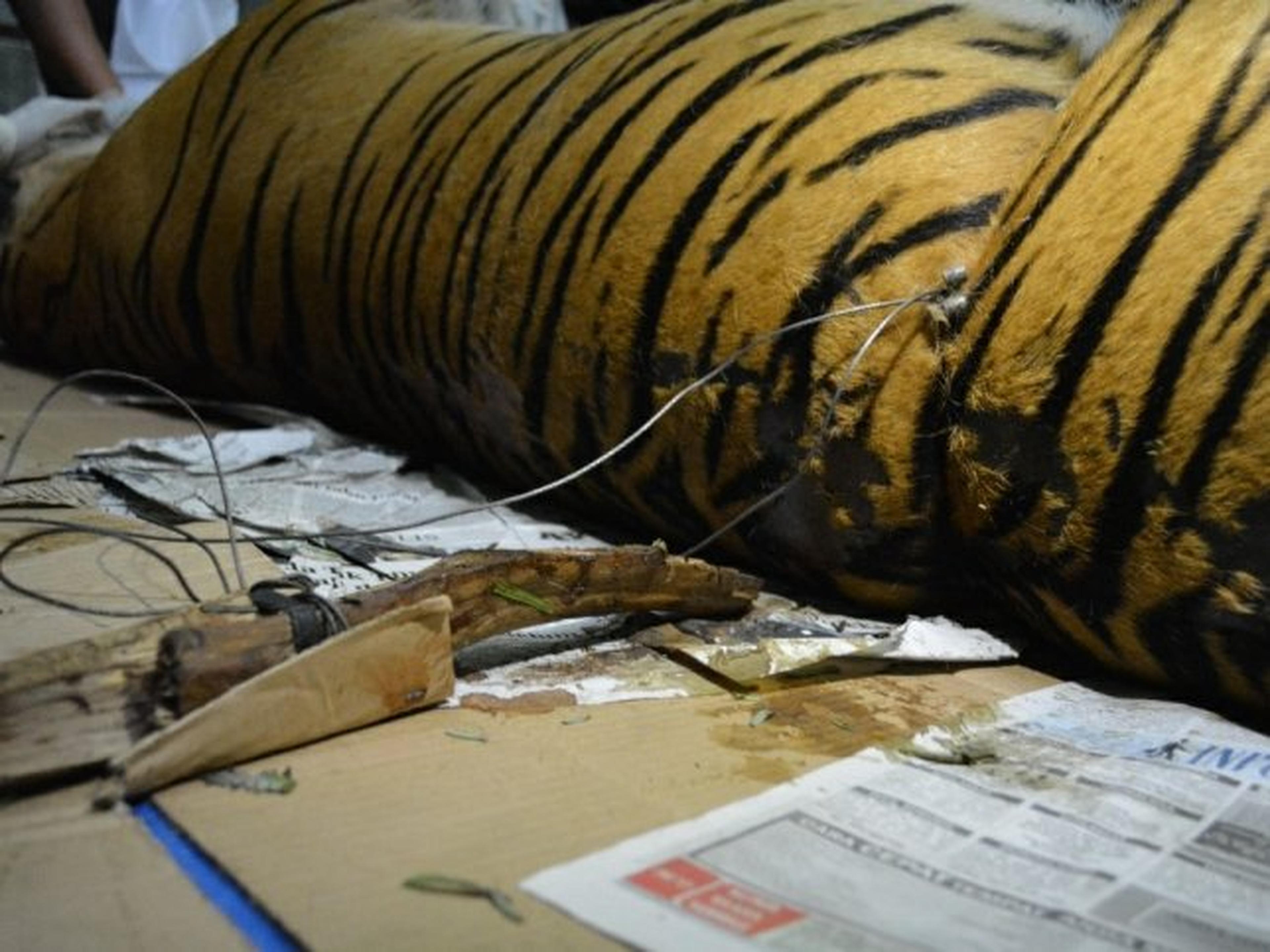 Sumatraanse tijger dood aangetroffen