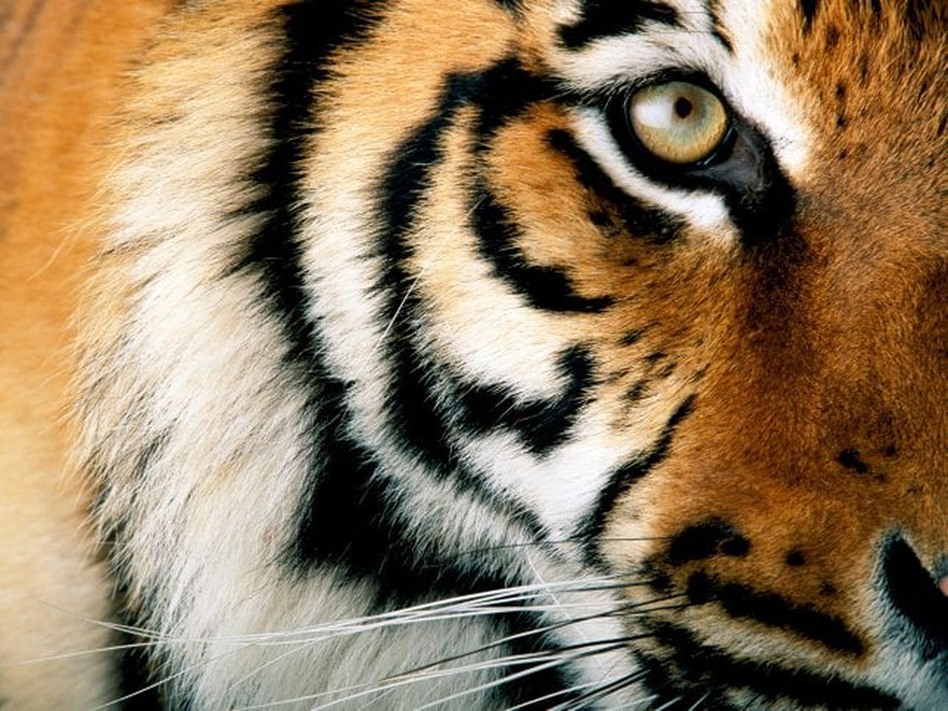 Tijger close-up