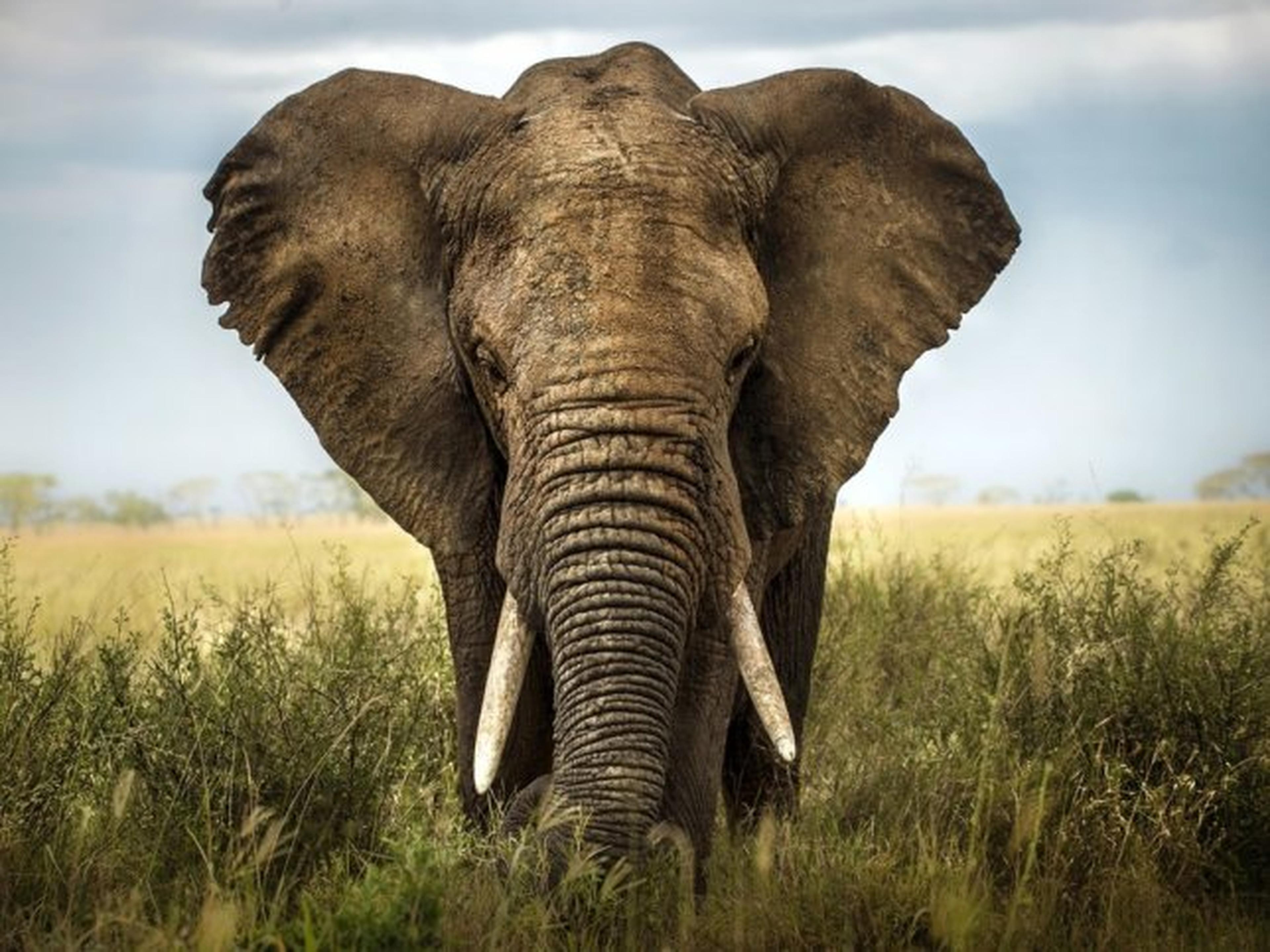 De Big 5 Krugerpark, Zuid-Afrika
