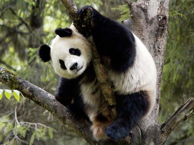 Reuzenpanda in boom