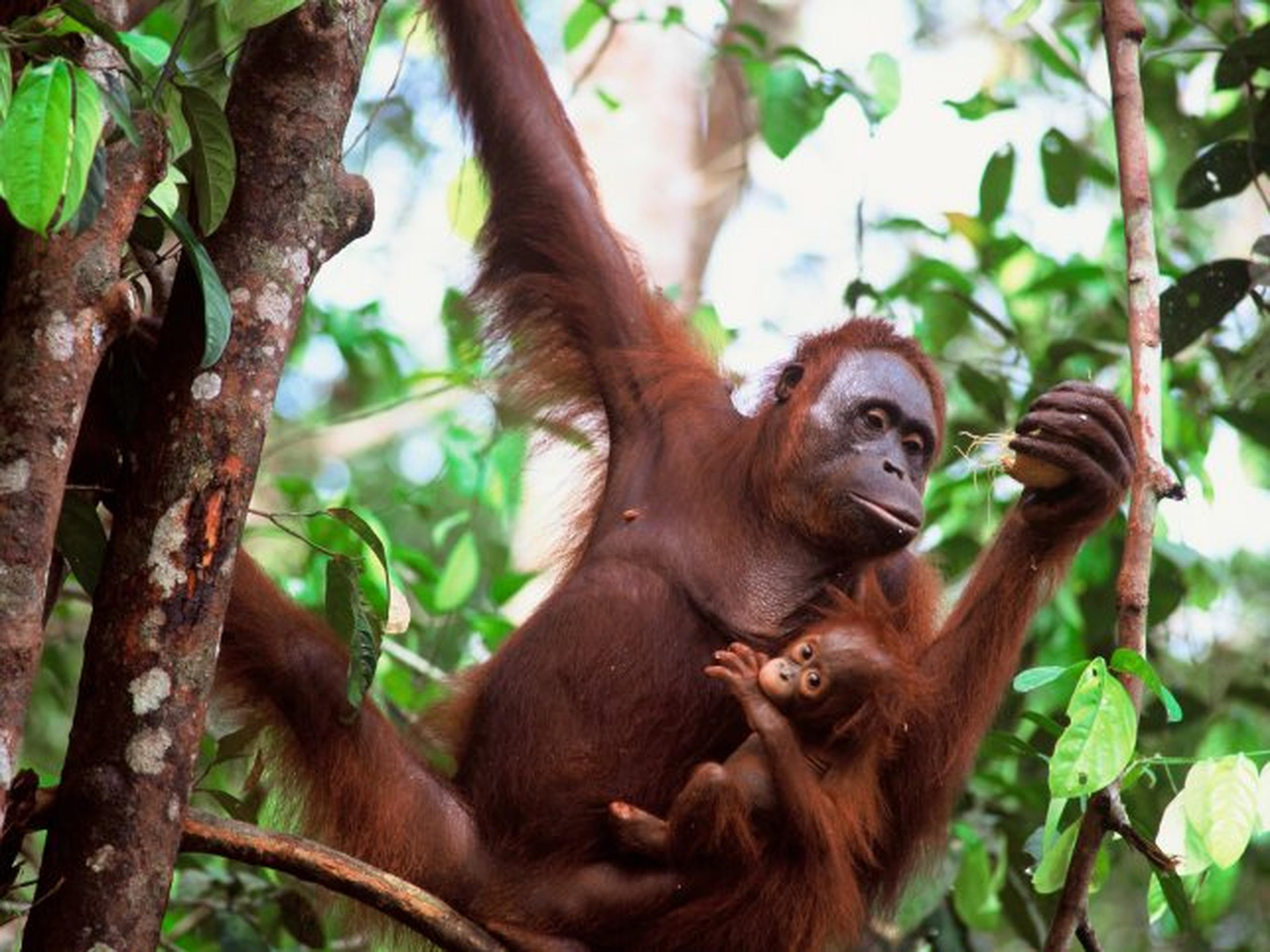 Orang-oetan met baby hangt in boom