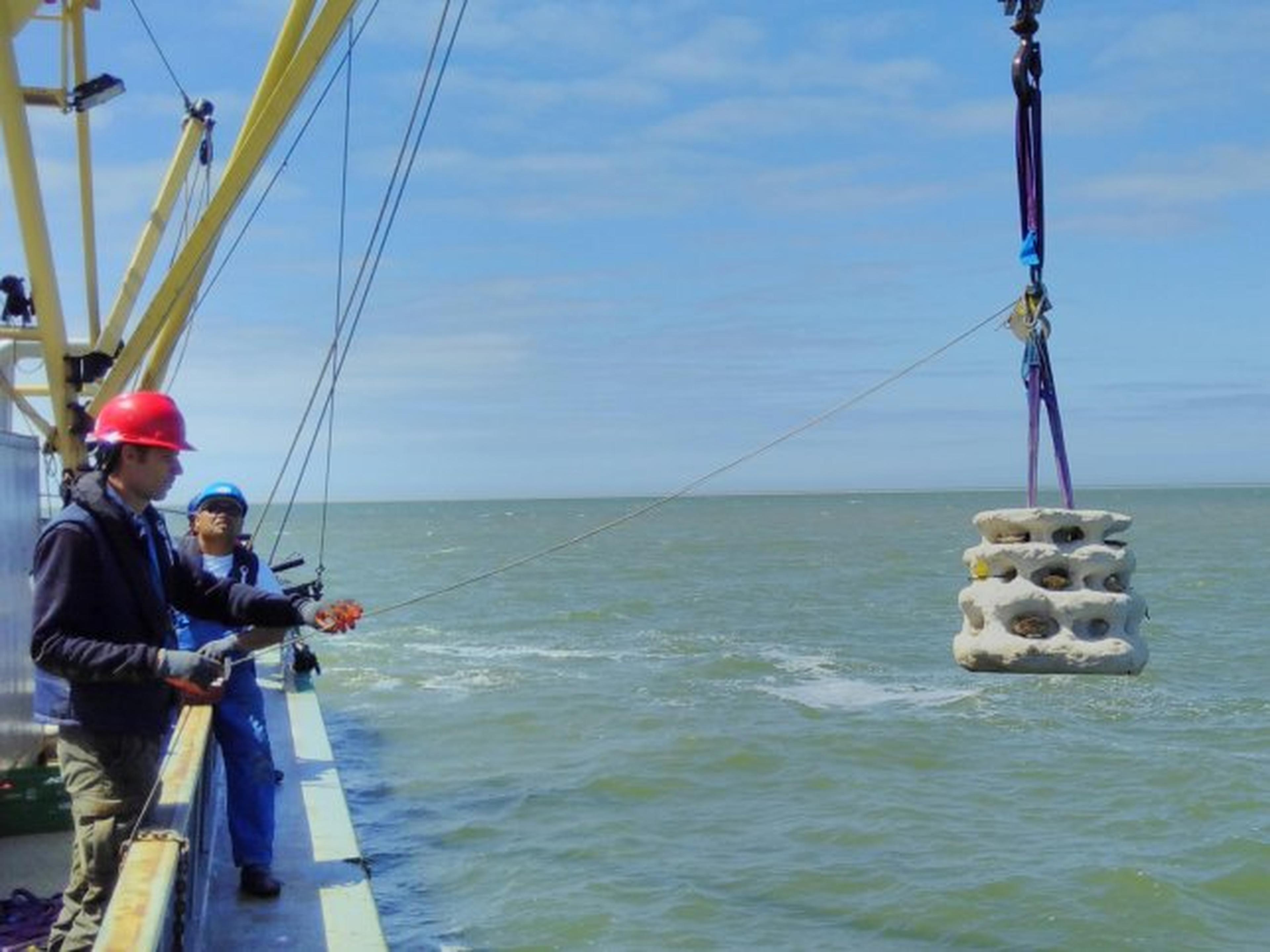 Schelpdierriffen in de Noordzee