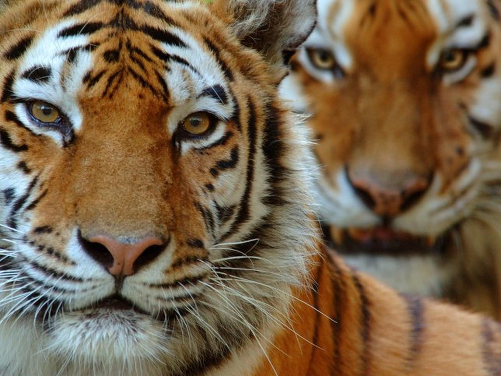 Close-up van twee Siberische tijgers