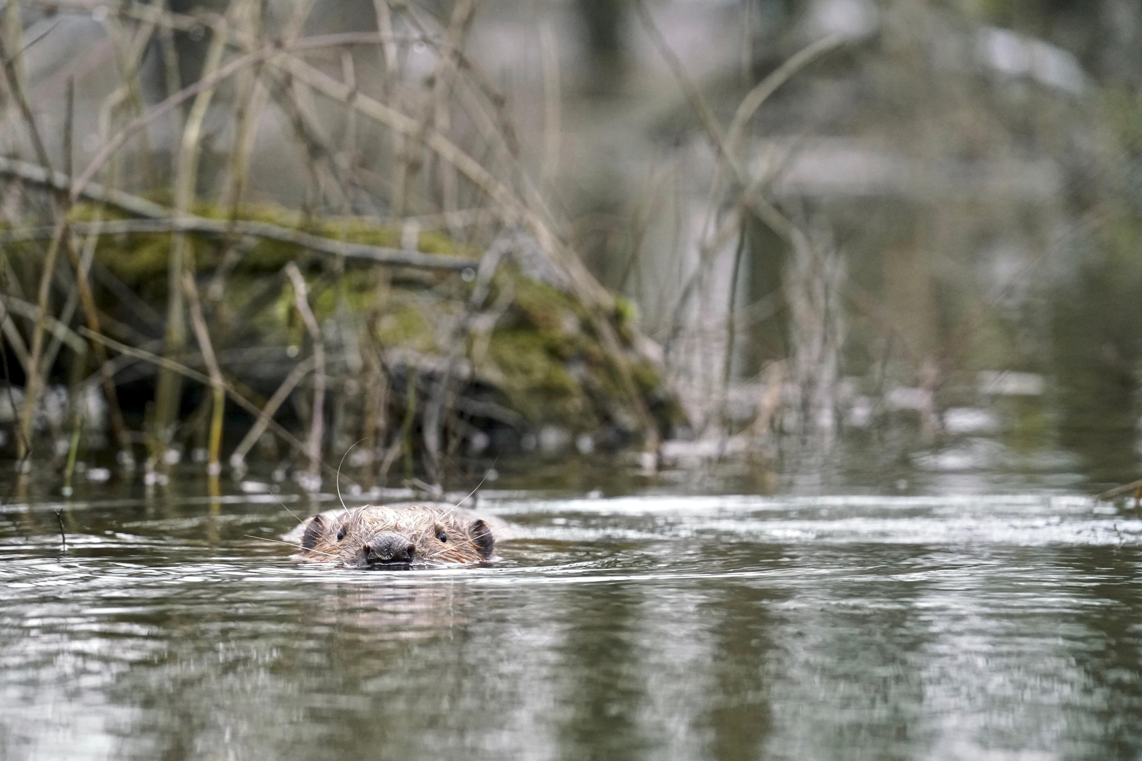Bever zwemt, kop boven water, Biesbosch