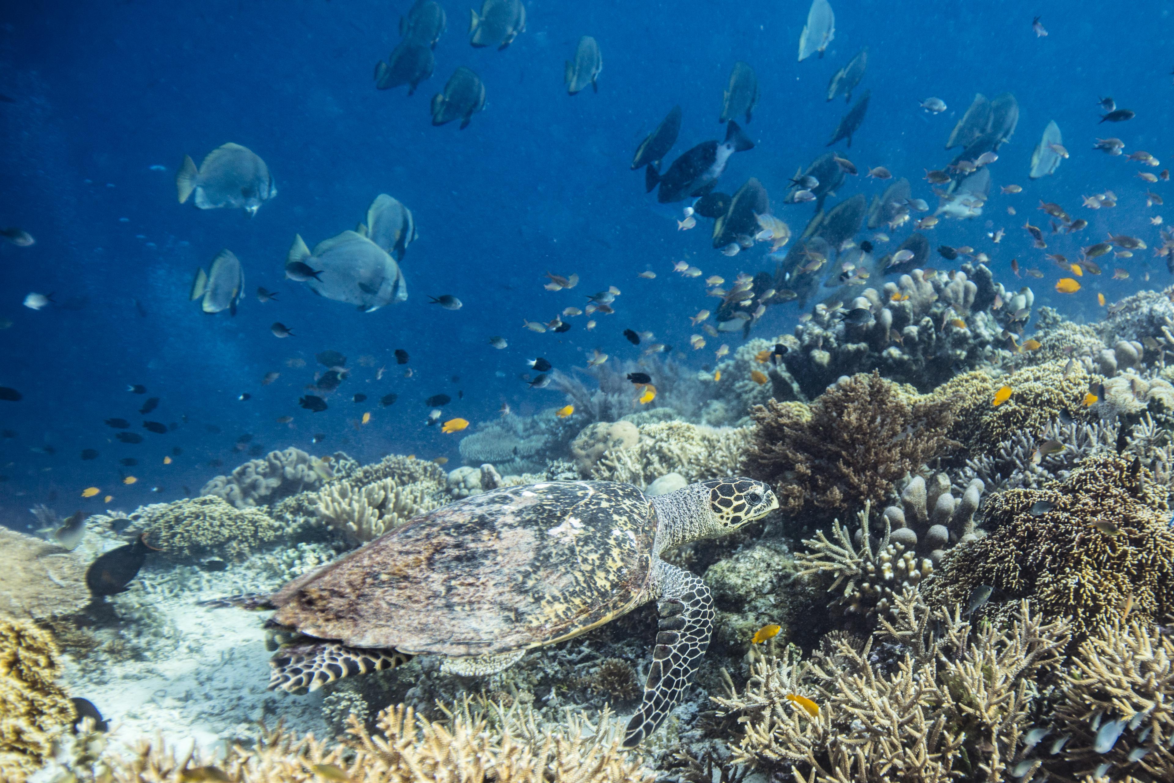 Een karetschildpad Indonesië