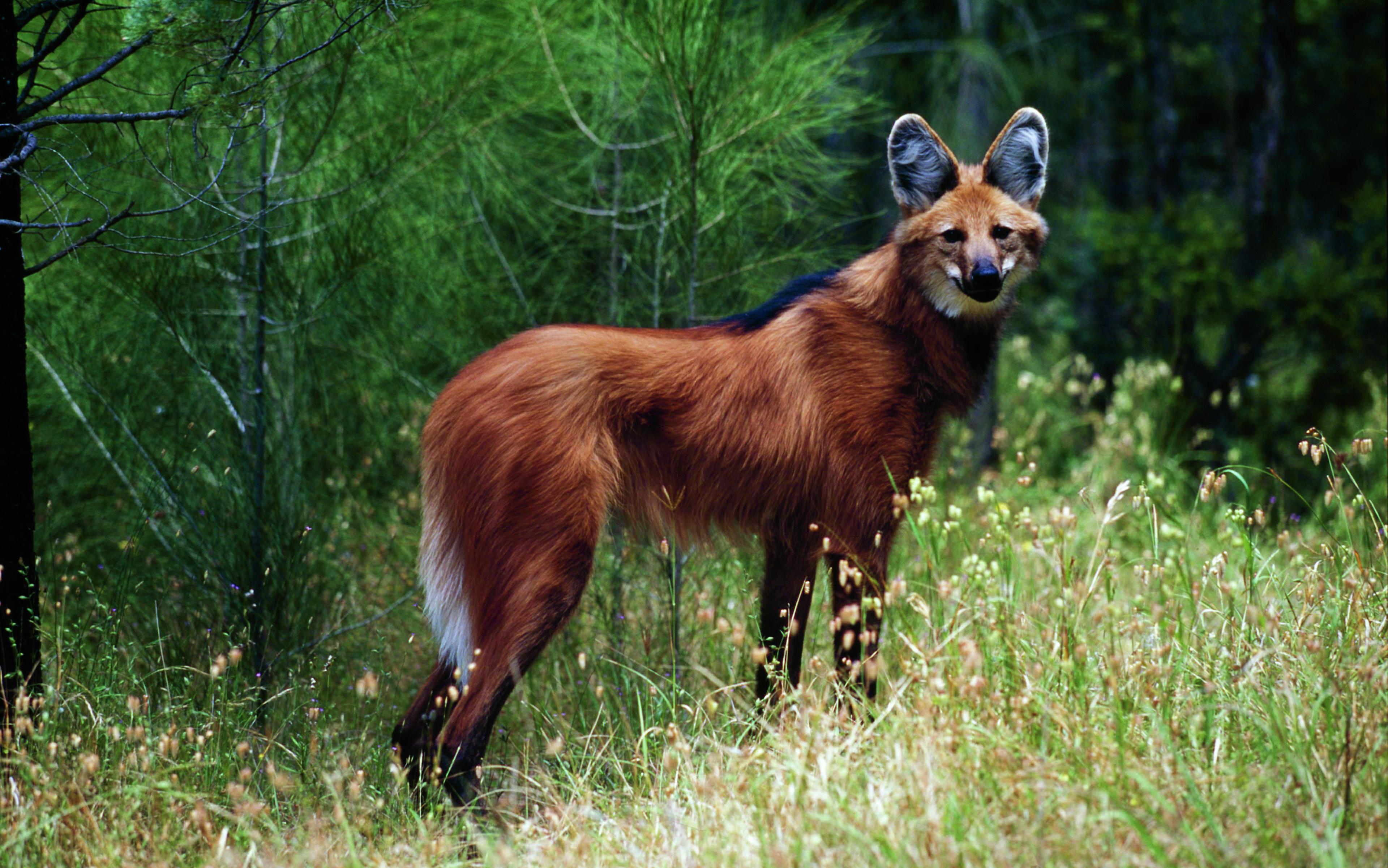 Manenwolf Cerrado kijkt je aan