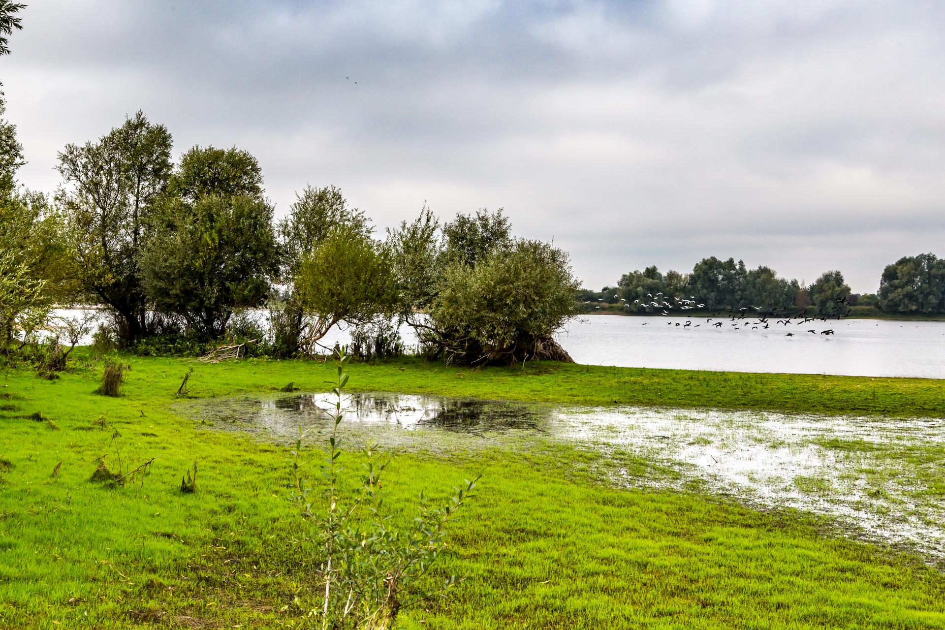 Klimaatbuffer Millingerwaard