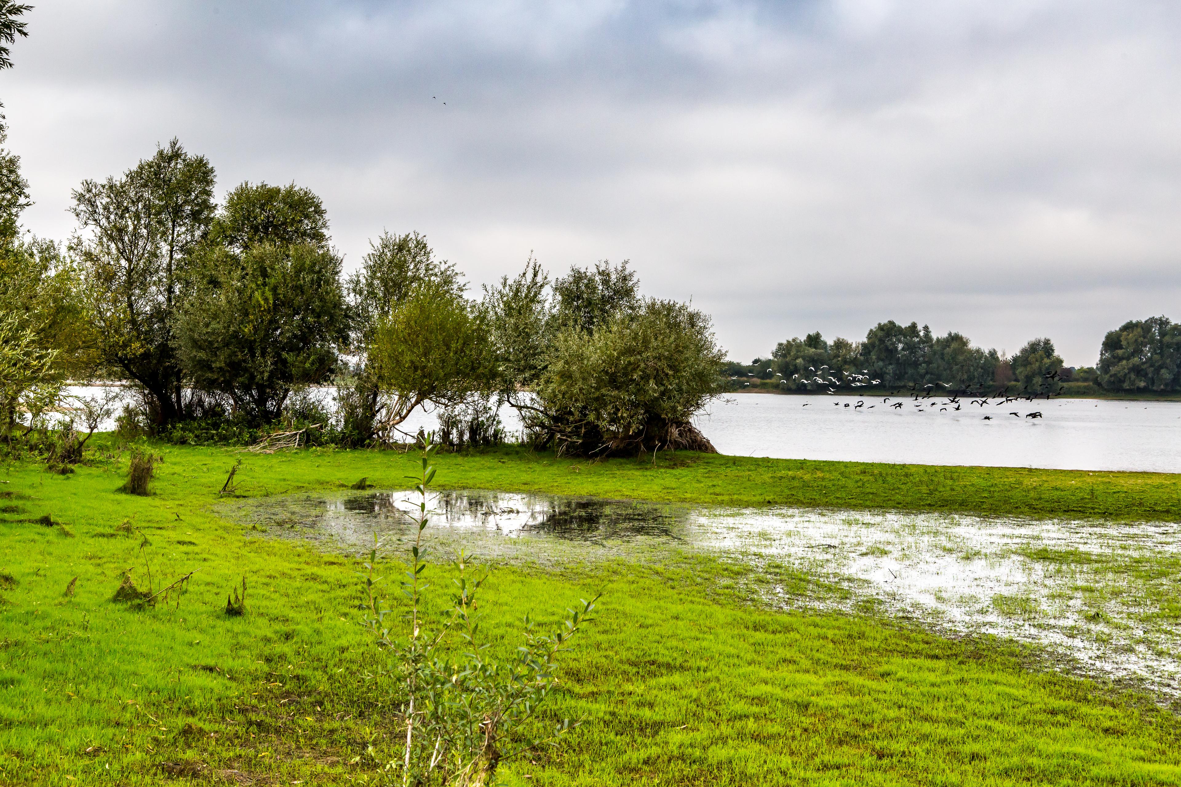 Klimaatbuffer Millingerwaard
