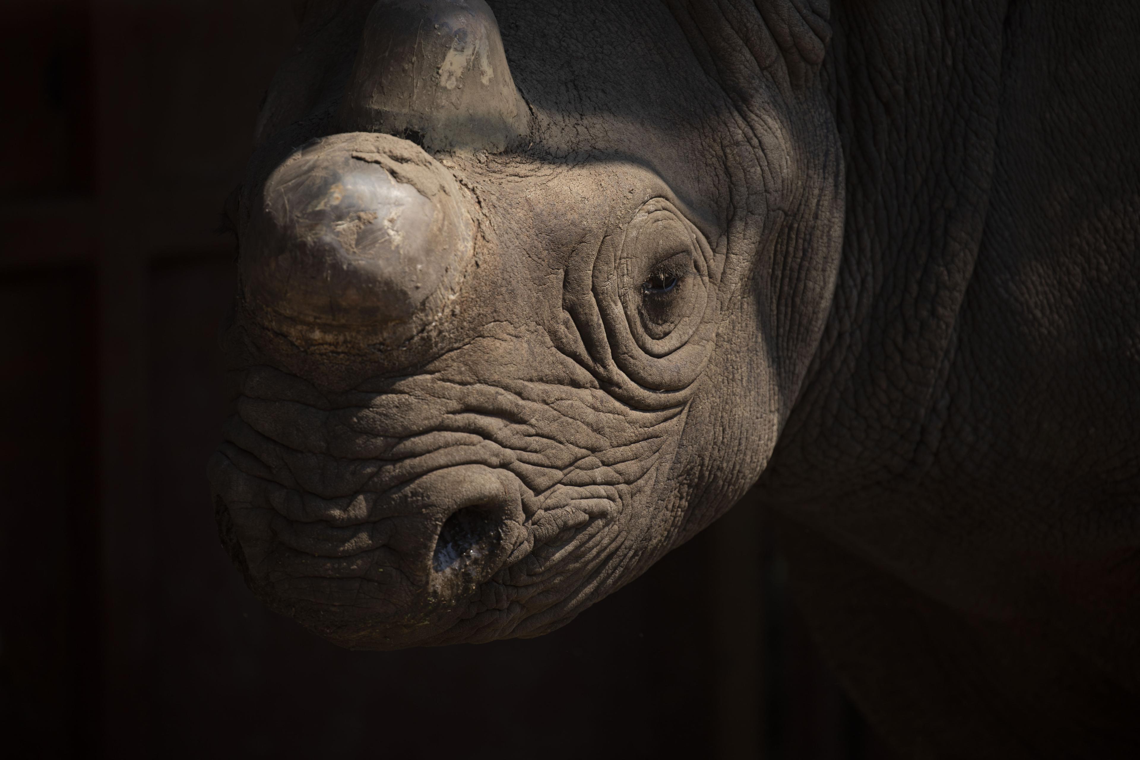Close-up van een neushoorn (hoorn verwijderd)