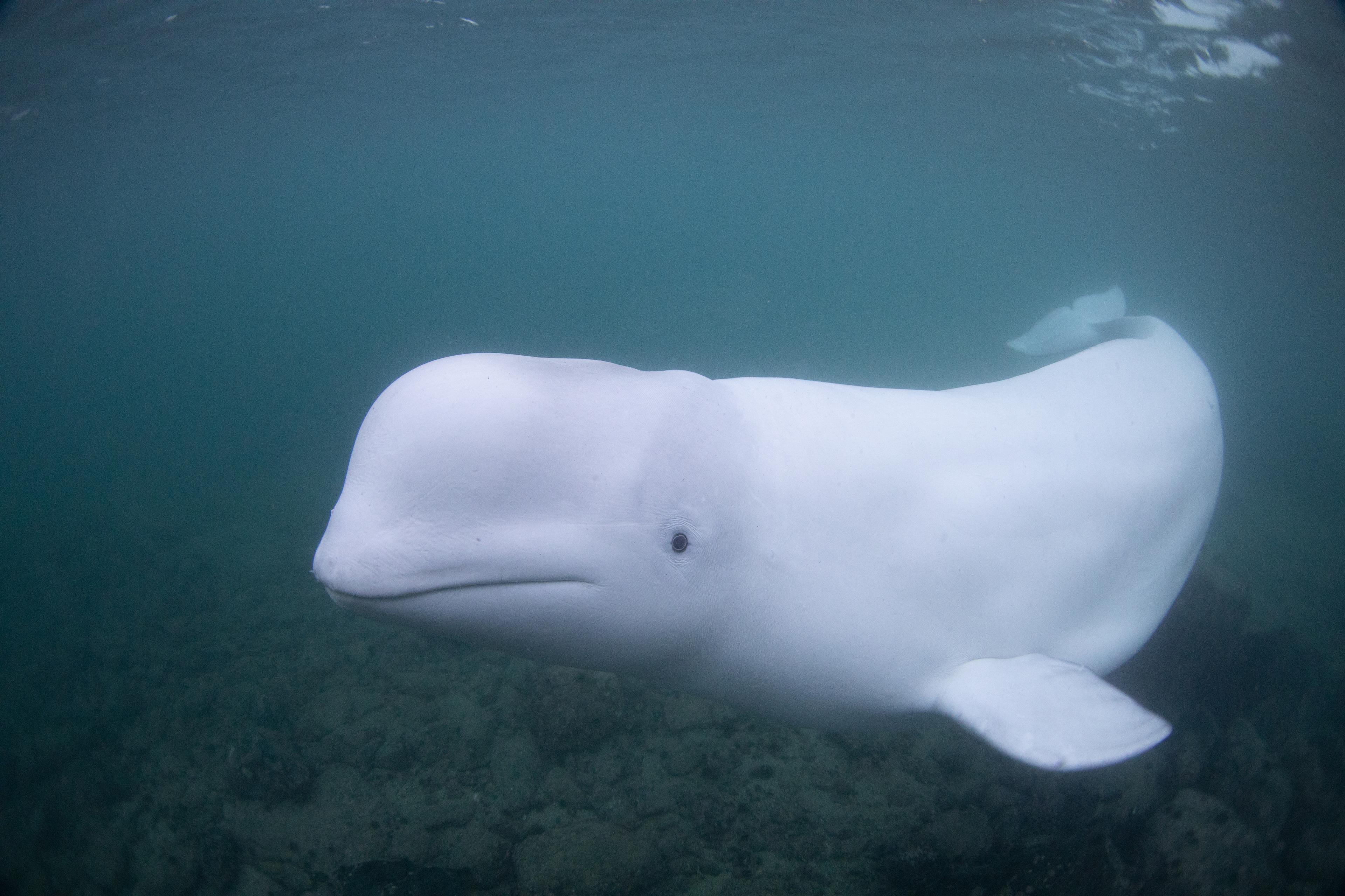 Beluga dichtbij